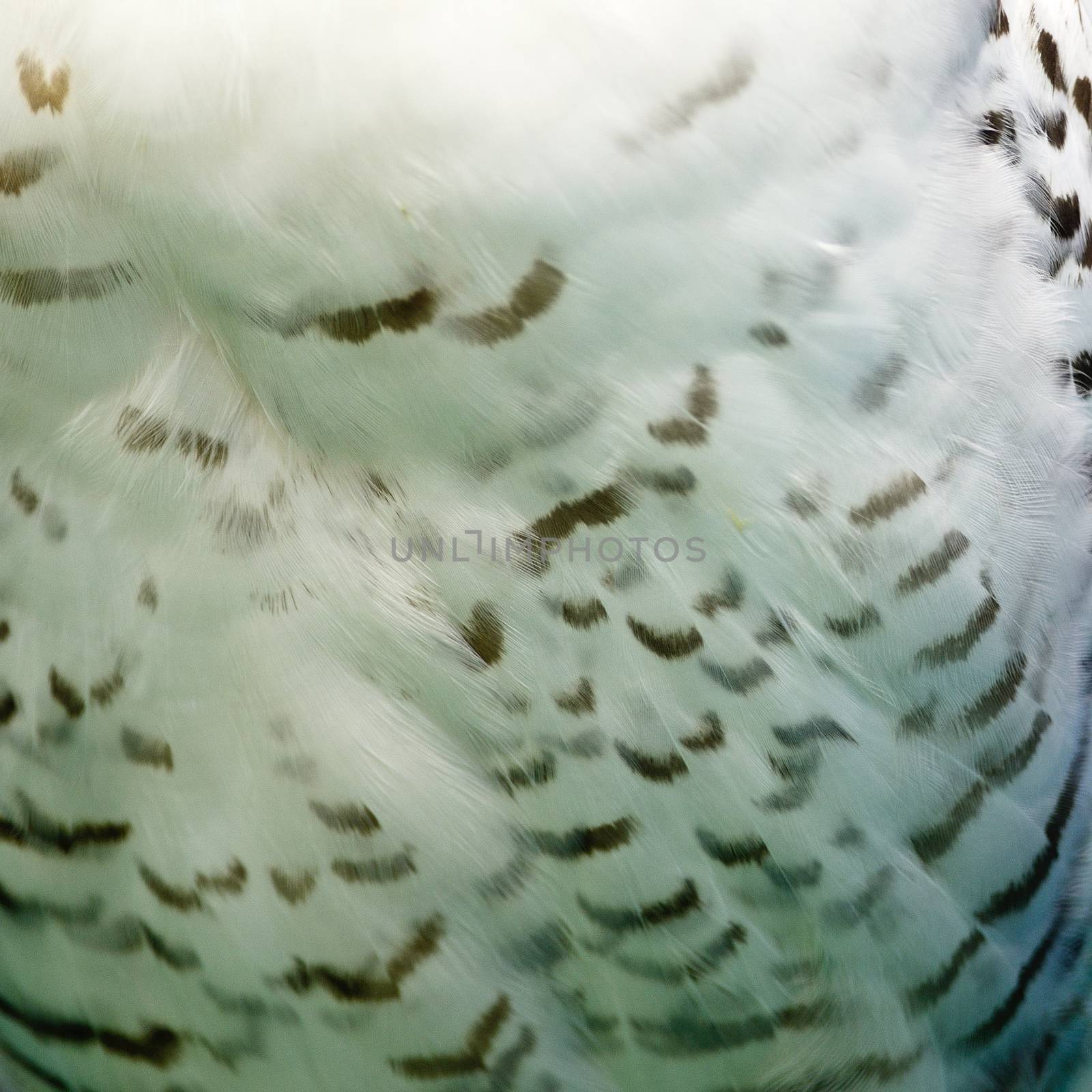 Closeup Snowy Owl feathers