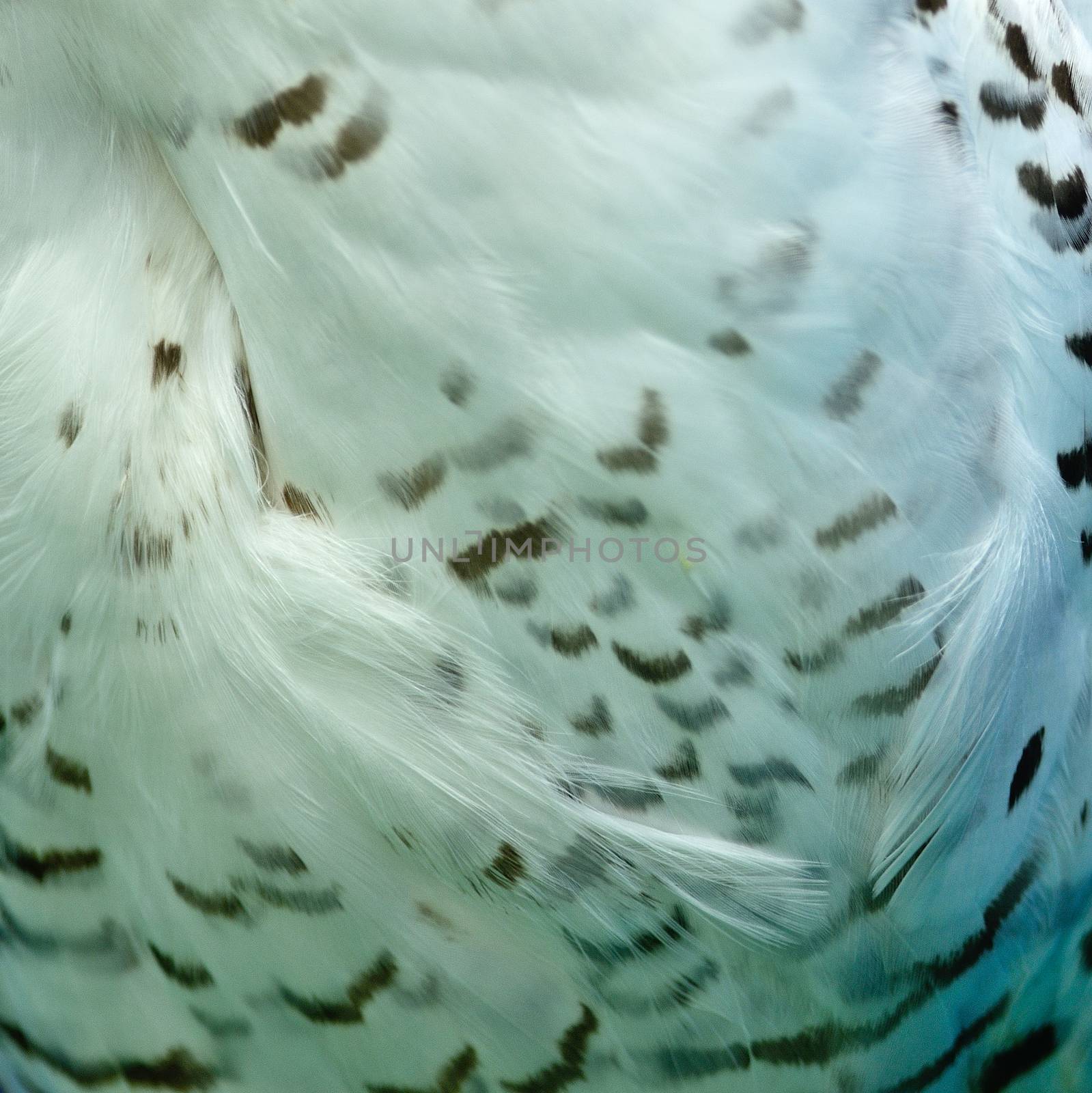 Closeup Snowy Owl feathers