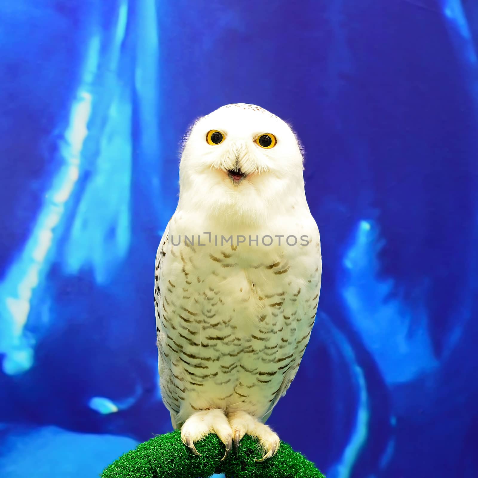 Closeup Snowy Owl (Bubo scandiacus)