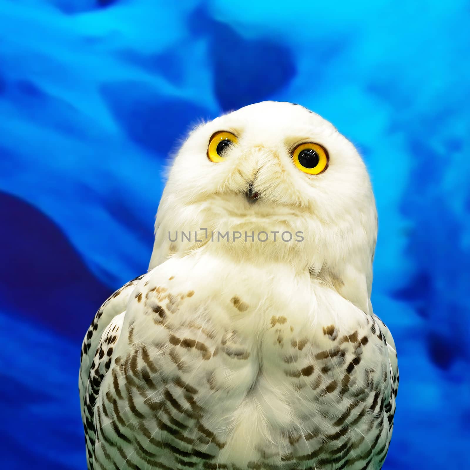 Closeup Snowy Owl (Bubo scandiacus)