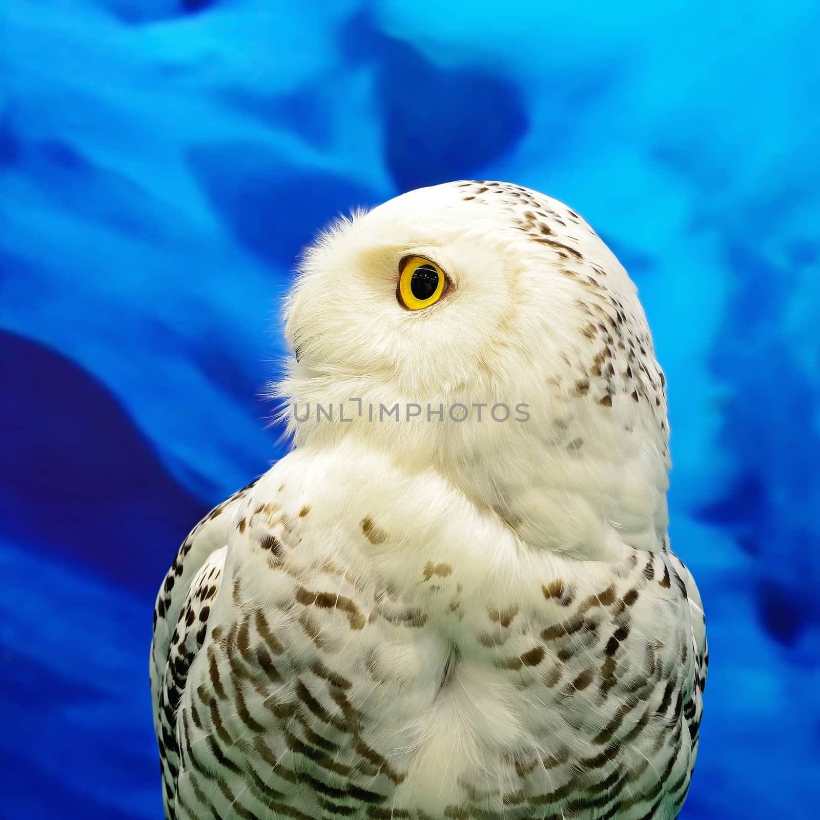Closeup Snowy Owl (Bubo scandiacus), side profile