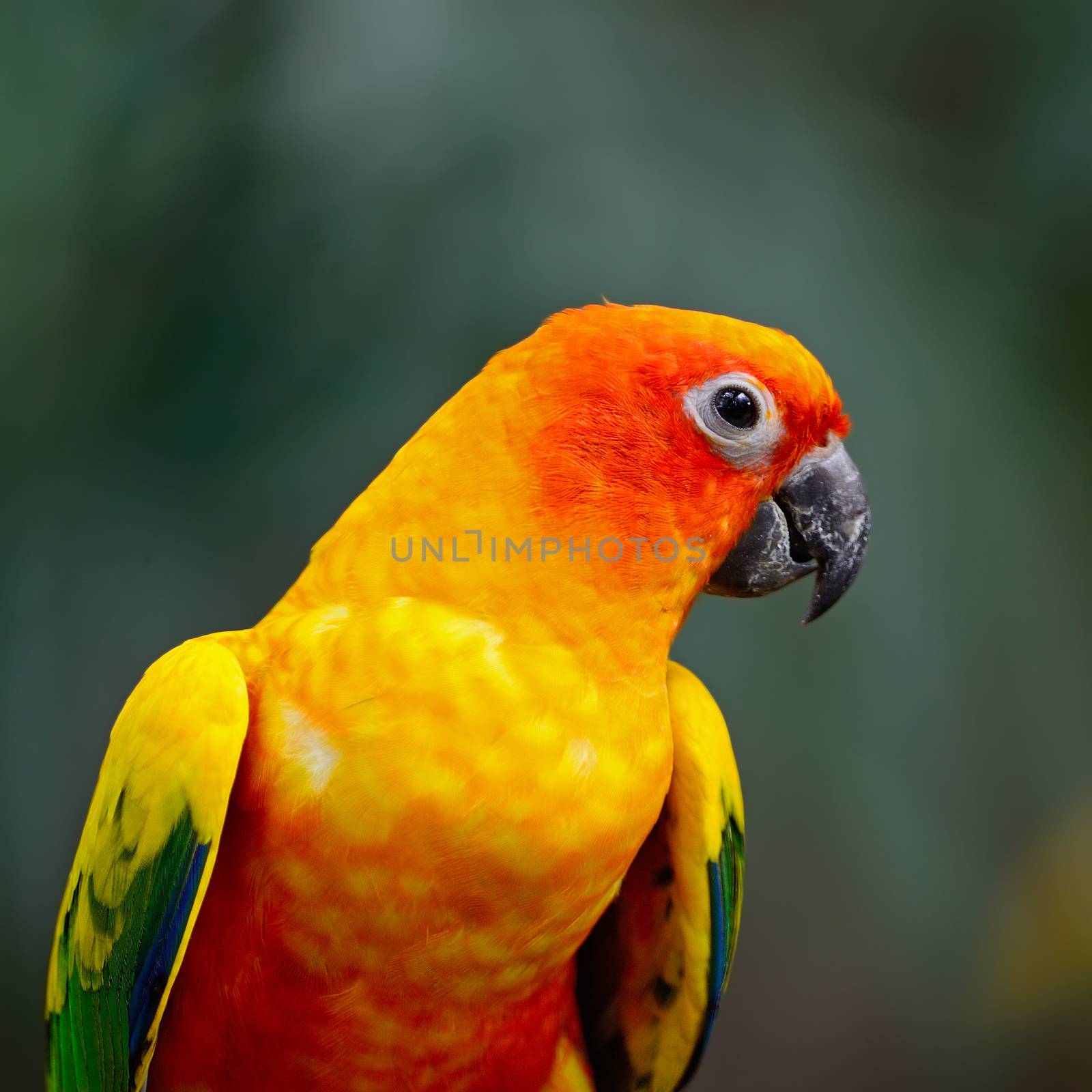 Beautiful colorful parrot, Sun Conure (Aratinga solstitialis)