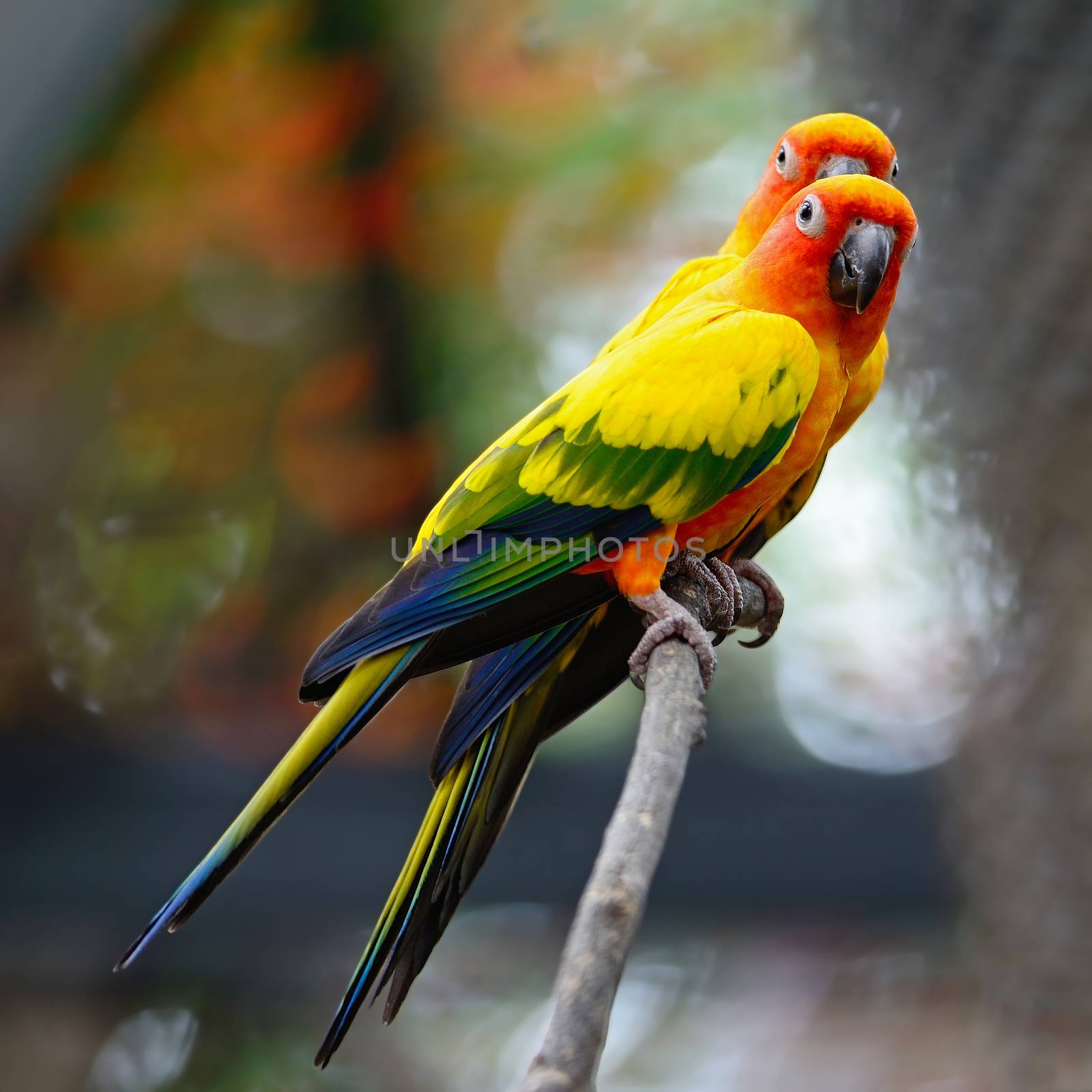 Beautiful colorful parrot, Sun Conure (Aratinga solstitialis)