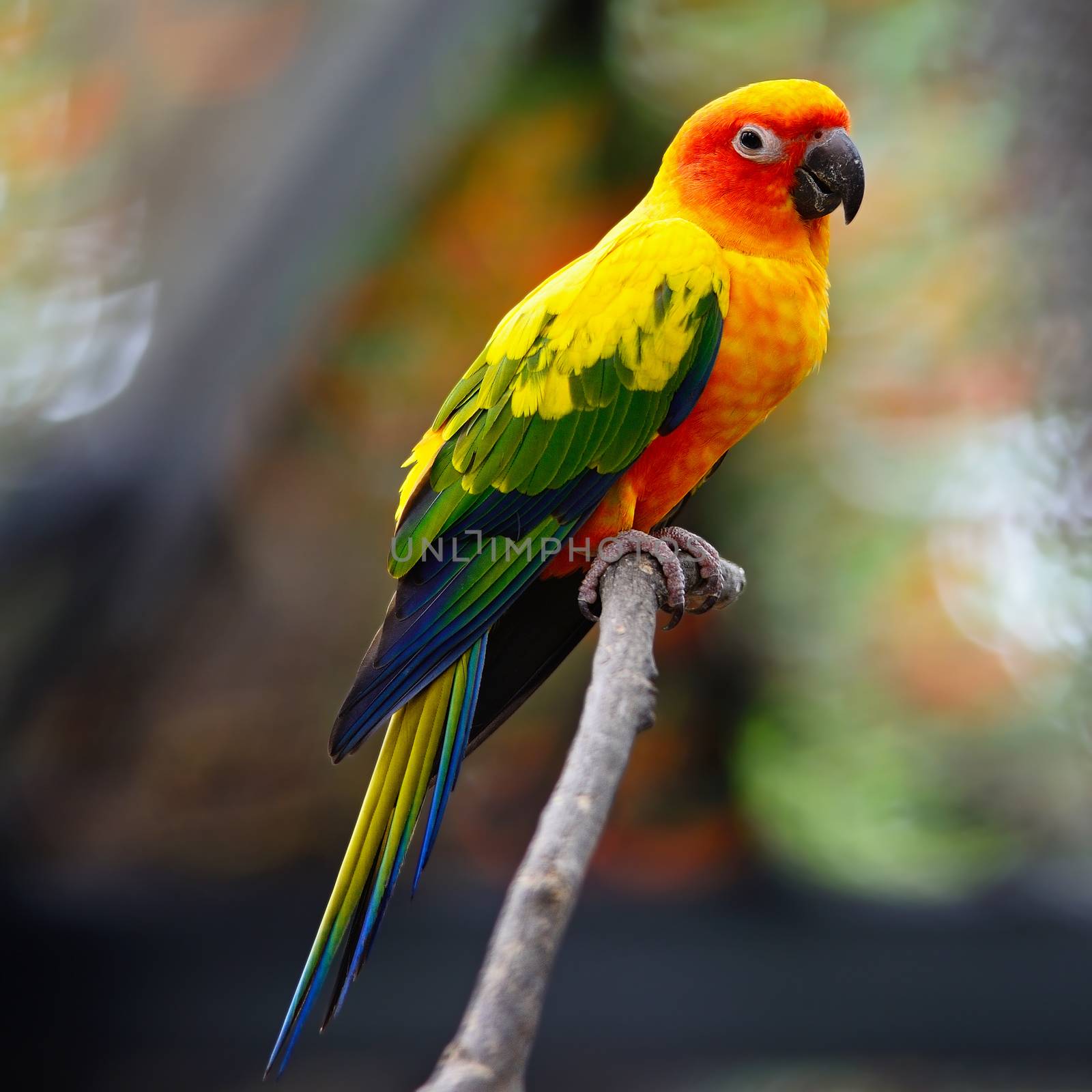 Beautiful colorful parrot, Sun Conure (Aratinga solstitialis)