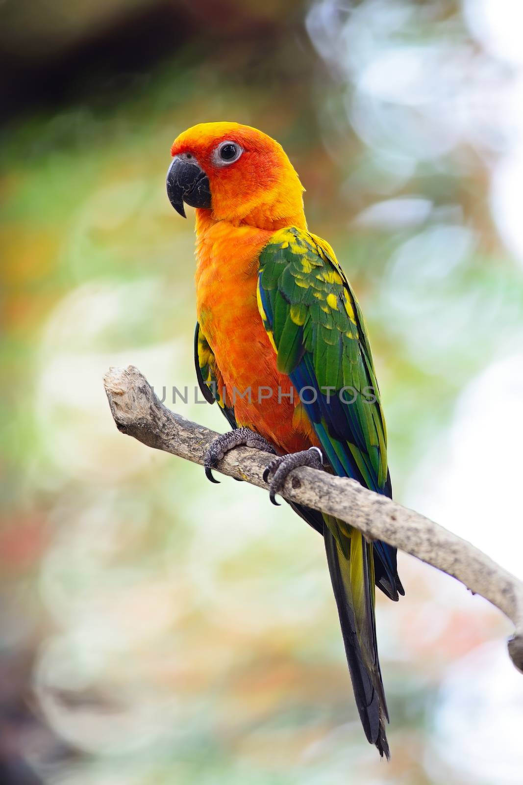 Beautiful colorful parrot, Sun Conure (Aratinga solstitialis), side profile