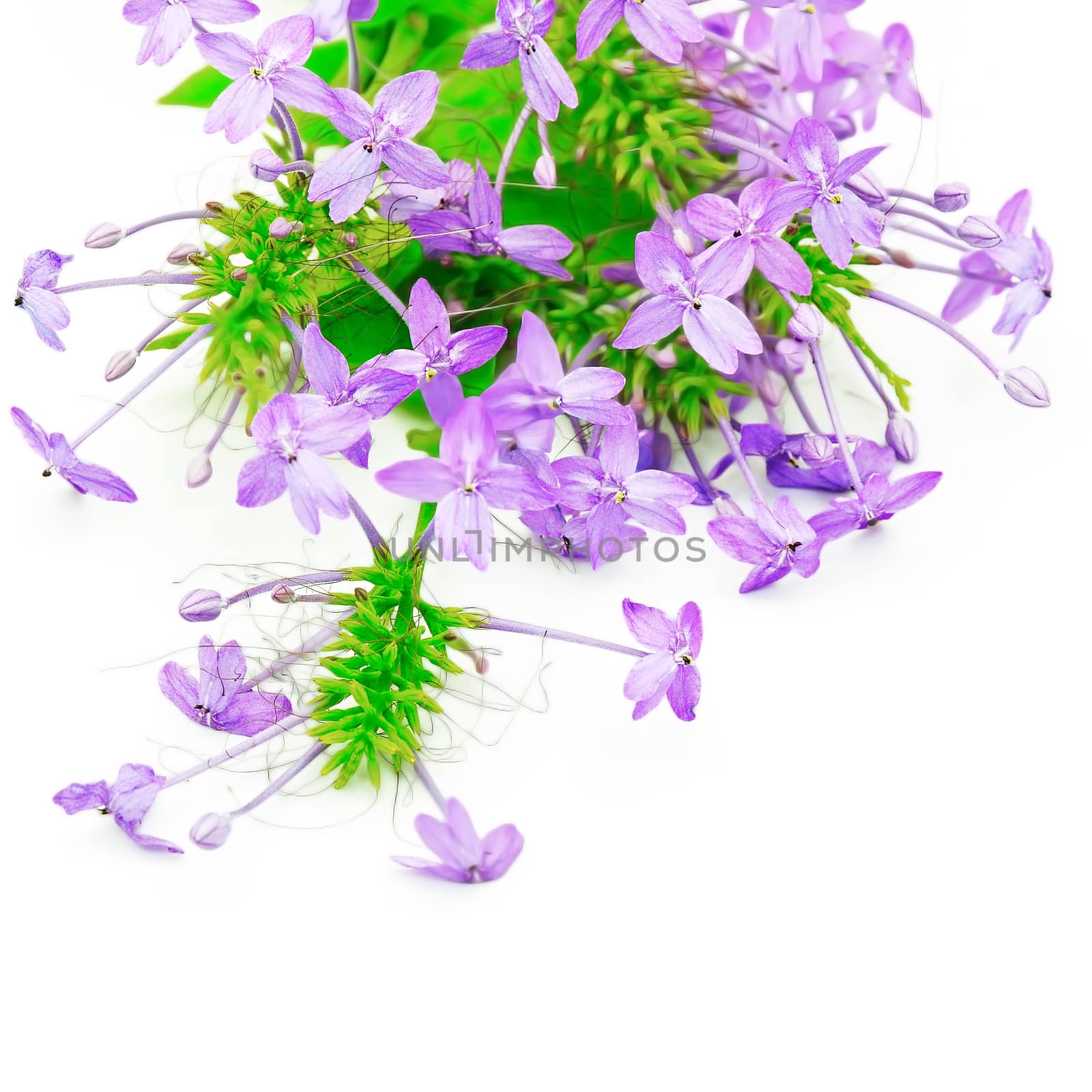 Blossom violet flower, Violet Ixora (Pseuderanthemum andersonii) isolated on a white background