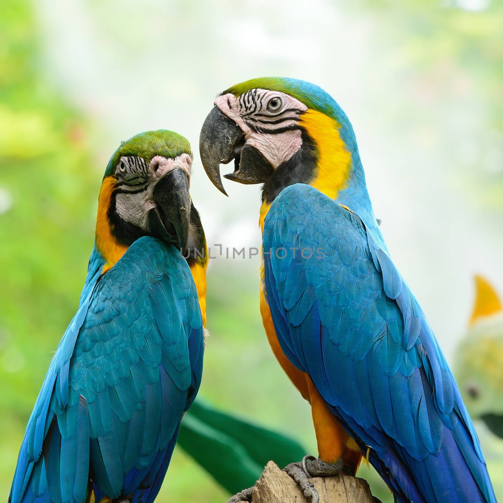 Blue and Gold Macaw aviary