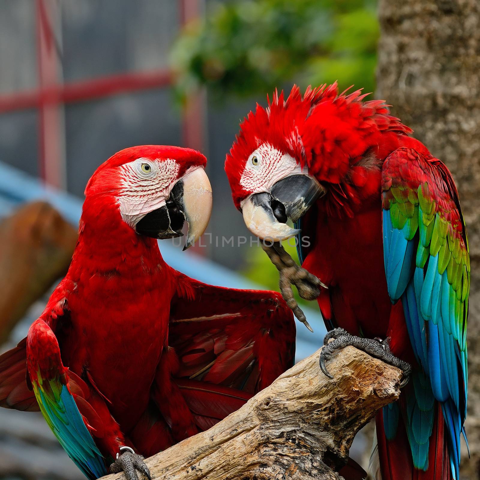 Colorful  couple of Greenwinged Macaw aviary, sitting on the log