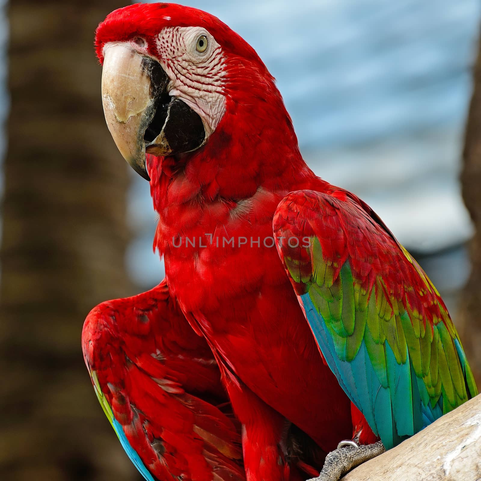 Beautiful Greenwinged Macaw aviary, sitting on the log