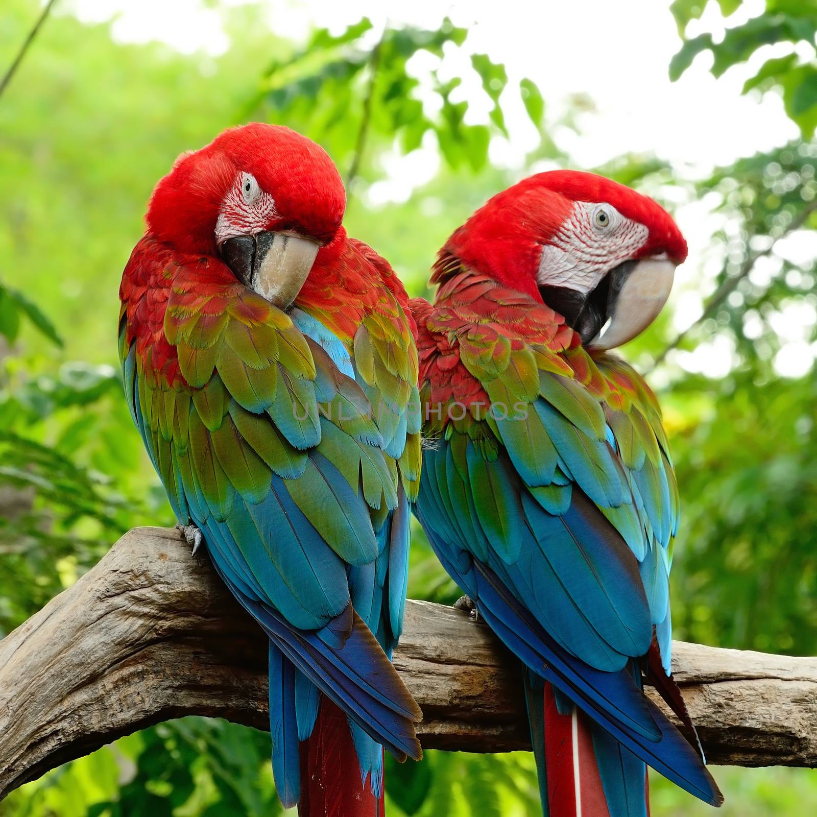 Beautiful  couple of Greenwinged Macaw aviary, sitting on the log