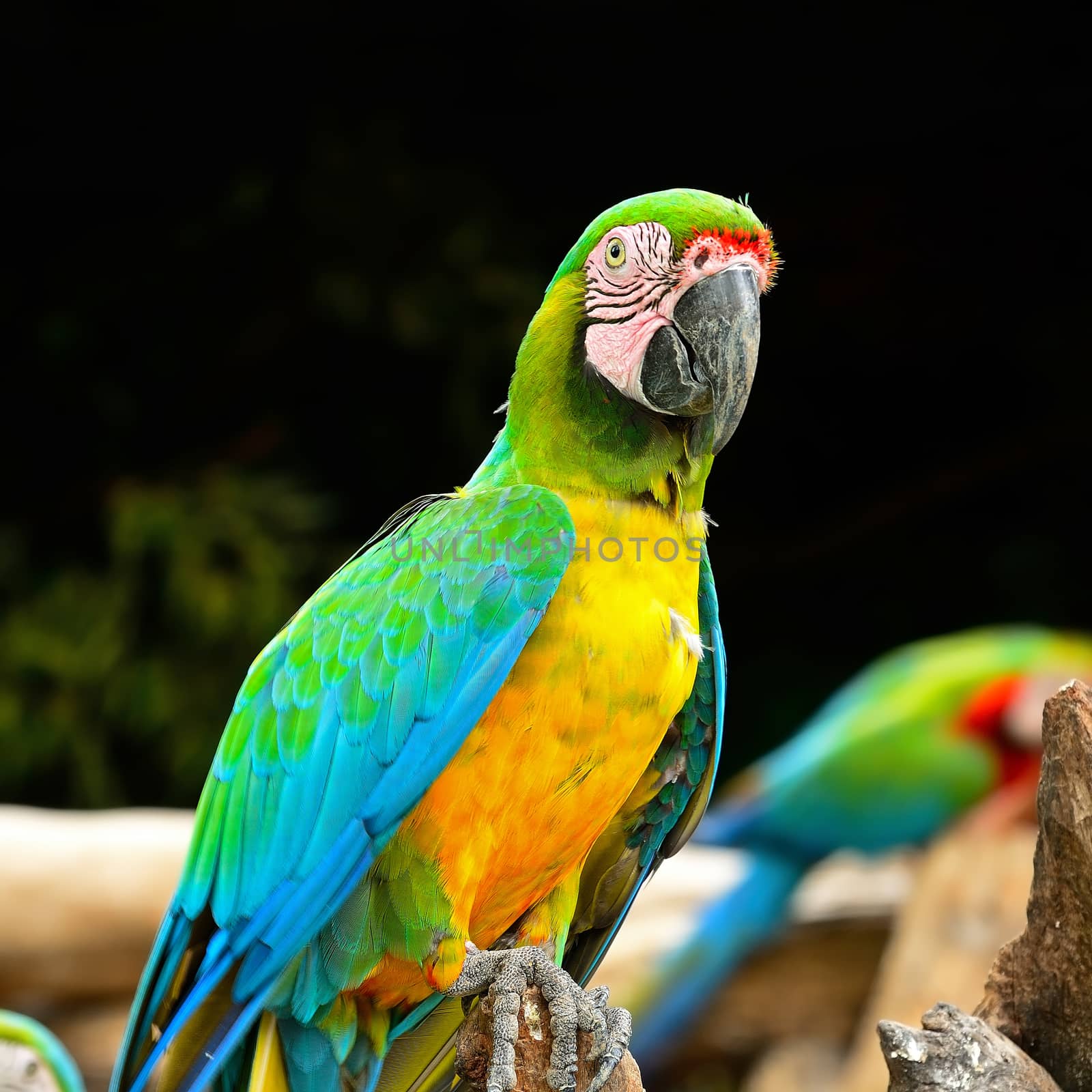 Colorful Harlequin Macaw aviary (juvenile)