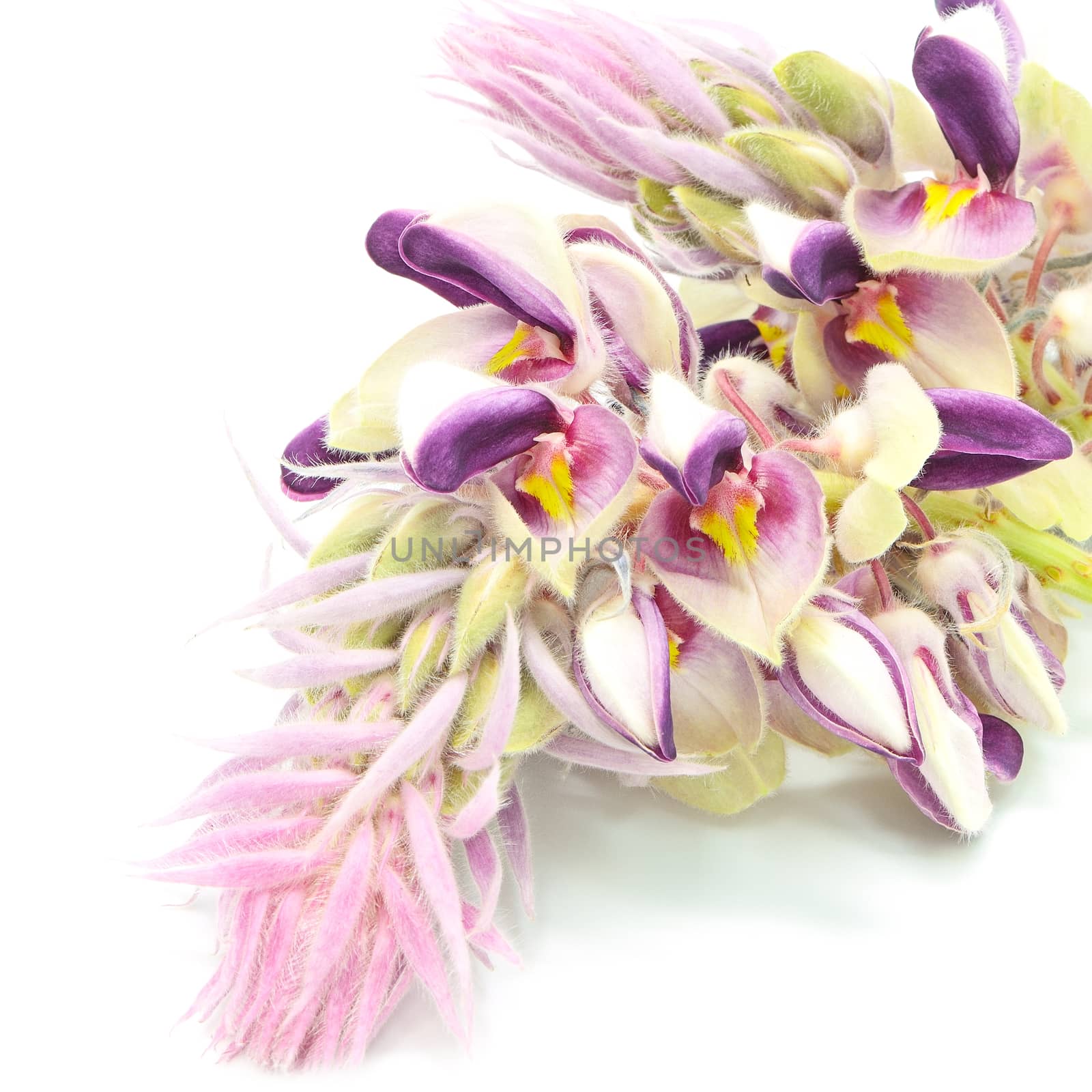 Blue flower, Afgekia (Afgekia mahidolae), endemic plant in Thailand, isolated on a white background