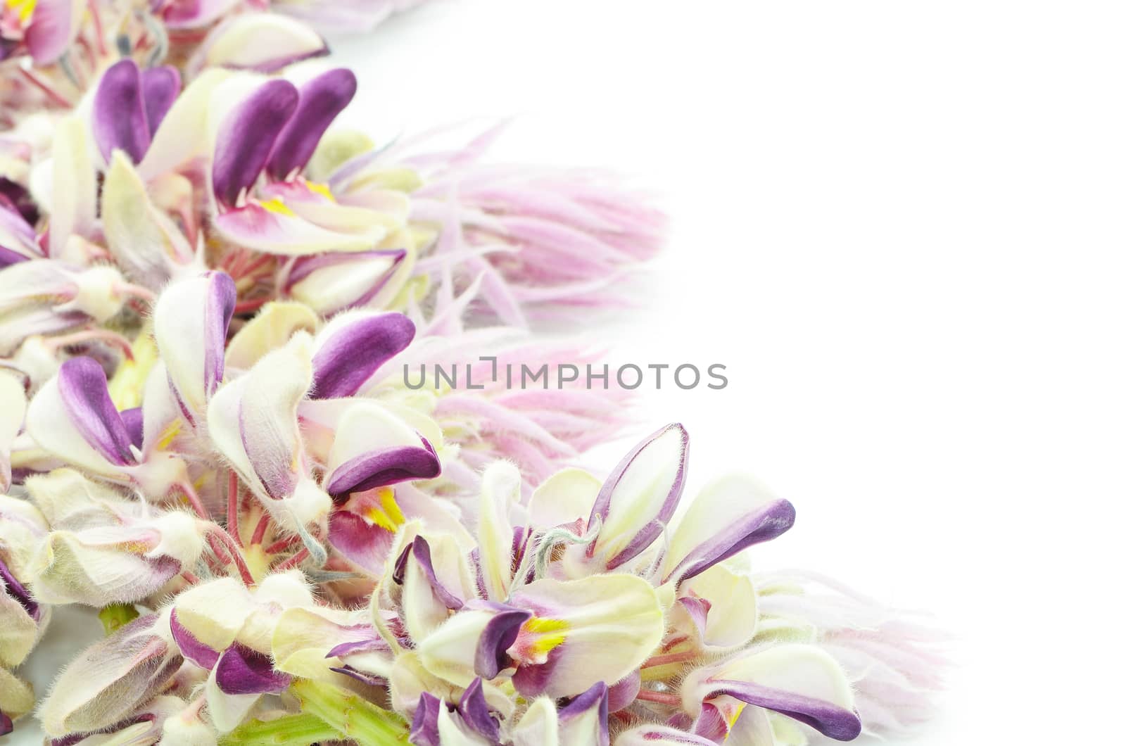 Blue flower, Afgekia (Afgekia mahidolae), endemic plant in Thailand, isolated on a white background