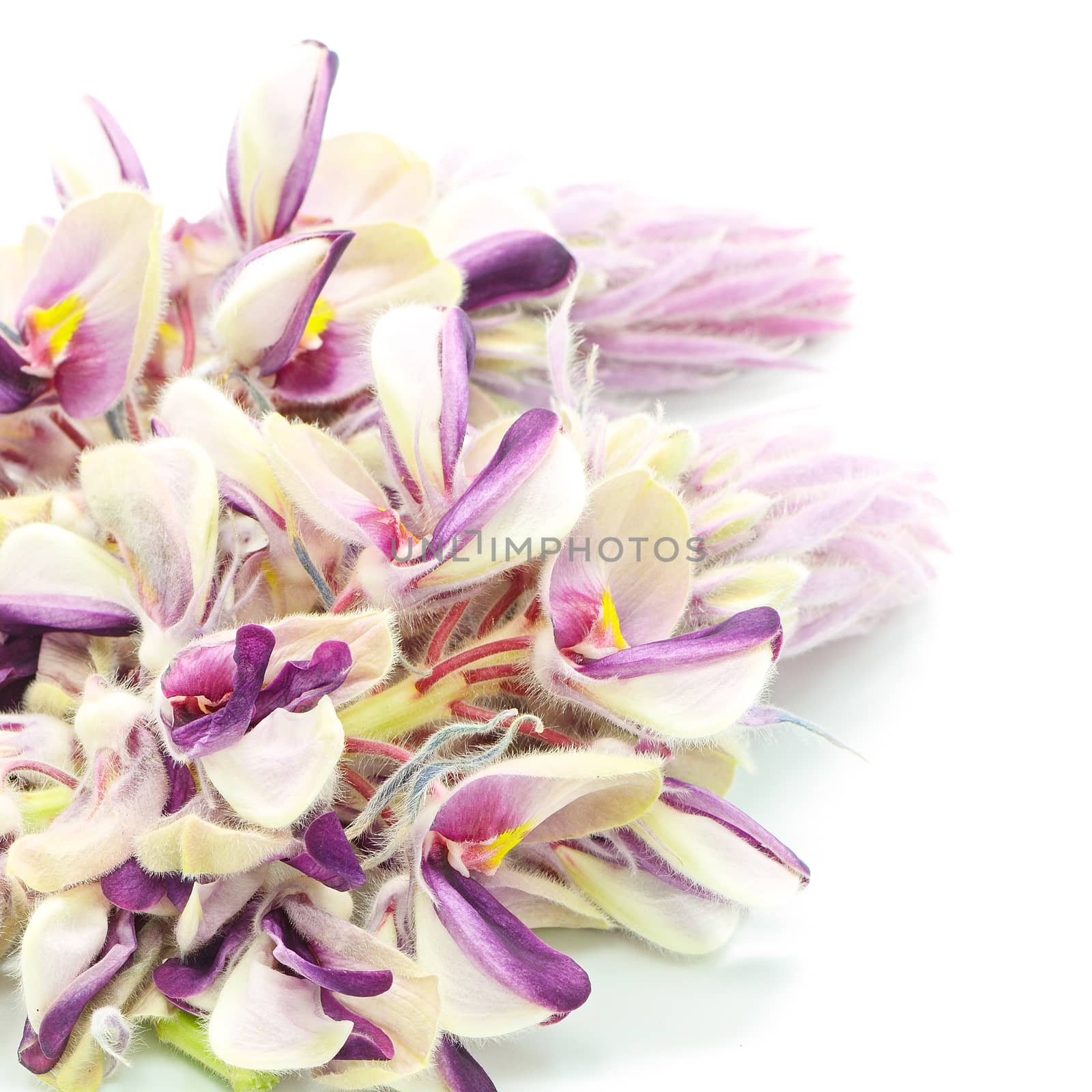 Blue flower, Afgekia (Afgekia mahidolae), endemic plant in Thailand, isolated on a white background