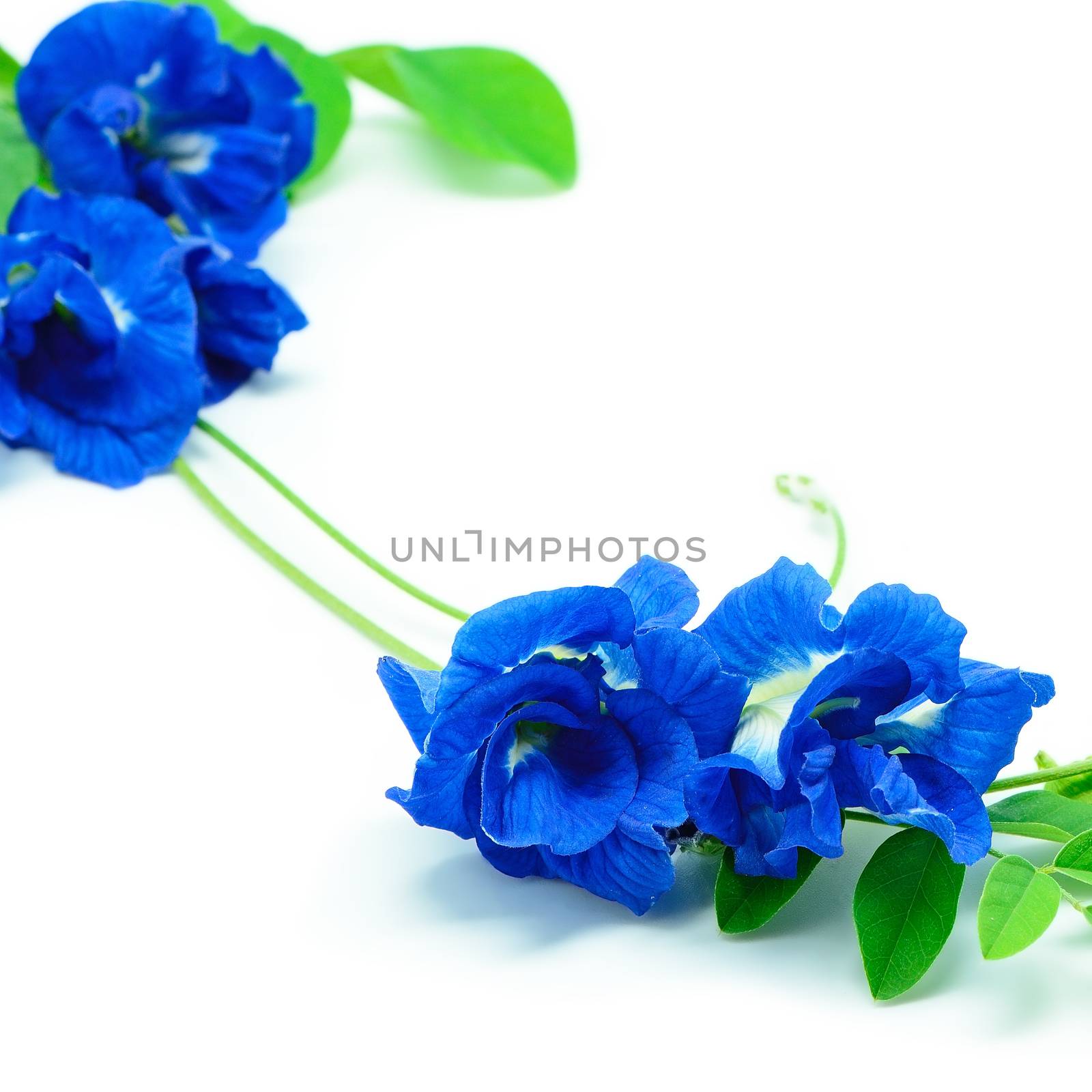 Blue Pea flower, isolated on a white background