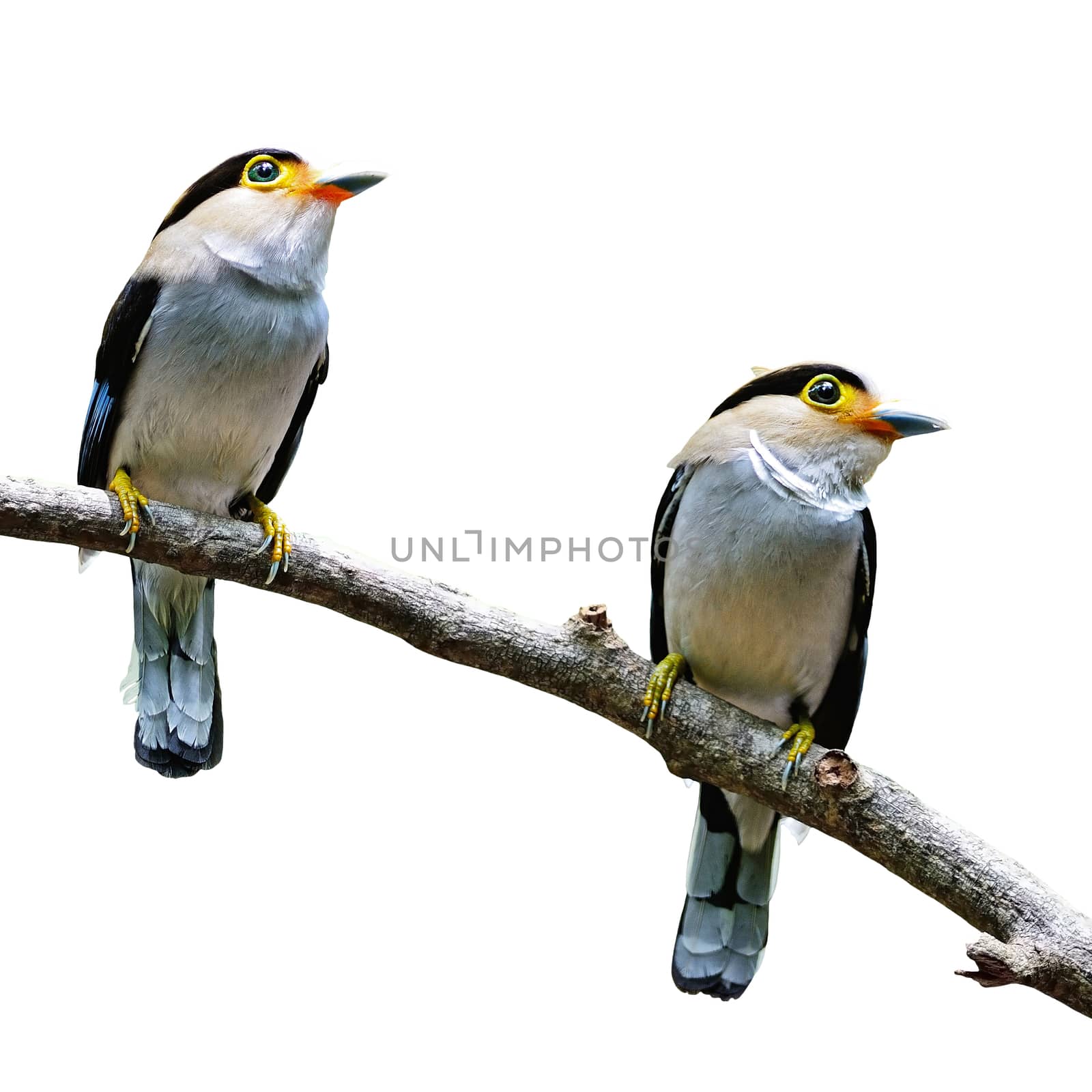 Parents of Silver-breasted Broadbill (Serilophus lunatus), male (on right hand side) and female (on left hand side), breast profile, isolated on a white background