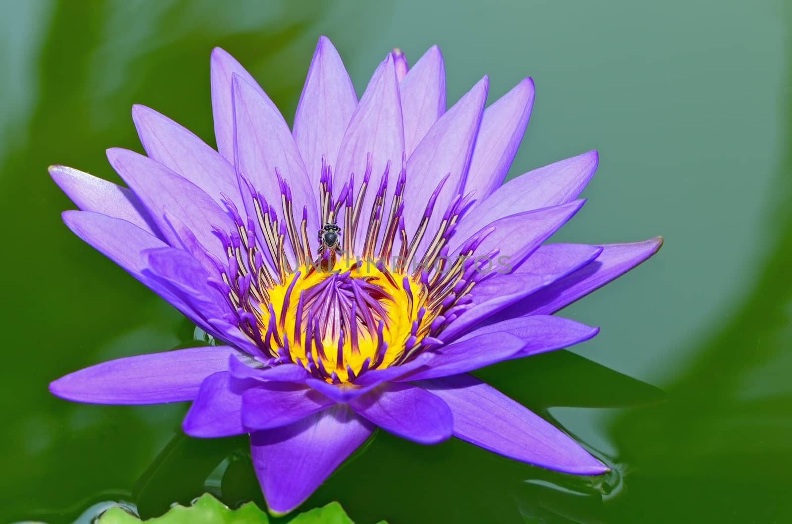 Beautiful purple waterlily in the pond