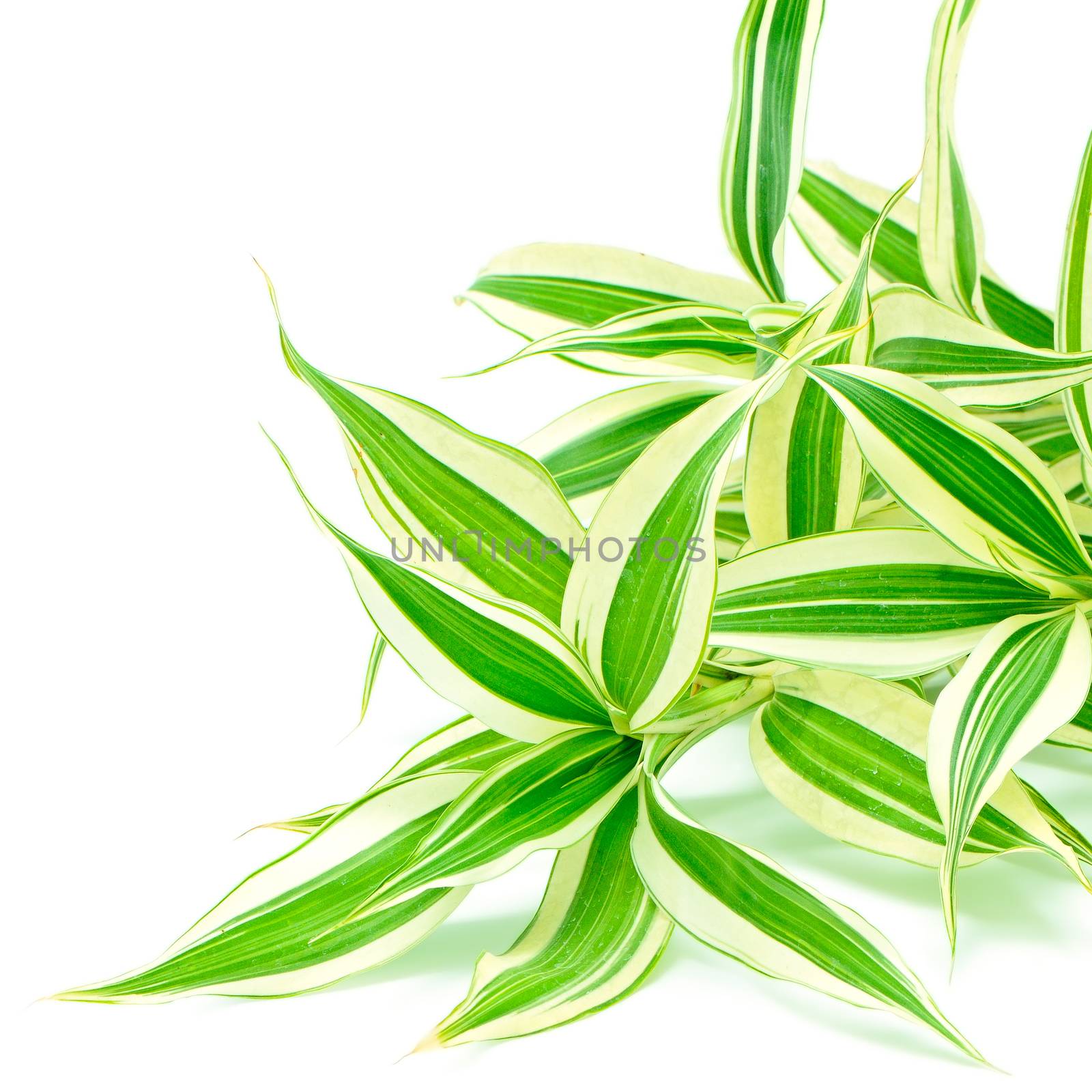 Foliage leaves of dracaena (Dracaena reflexa), Song of India, isolated on a white background