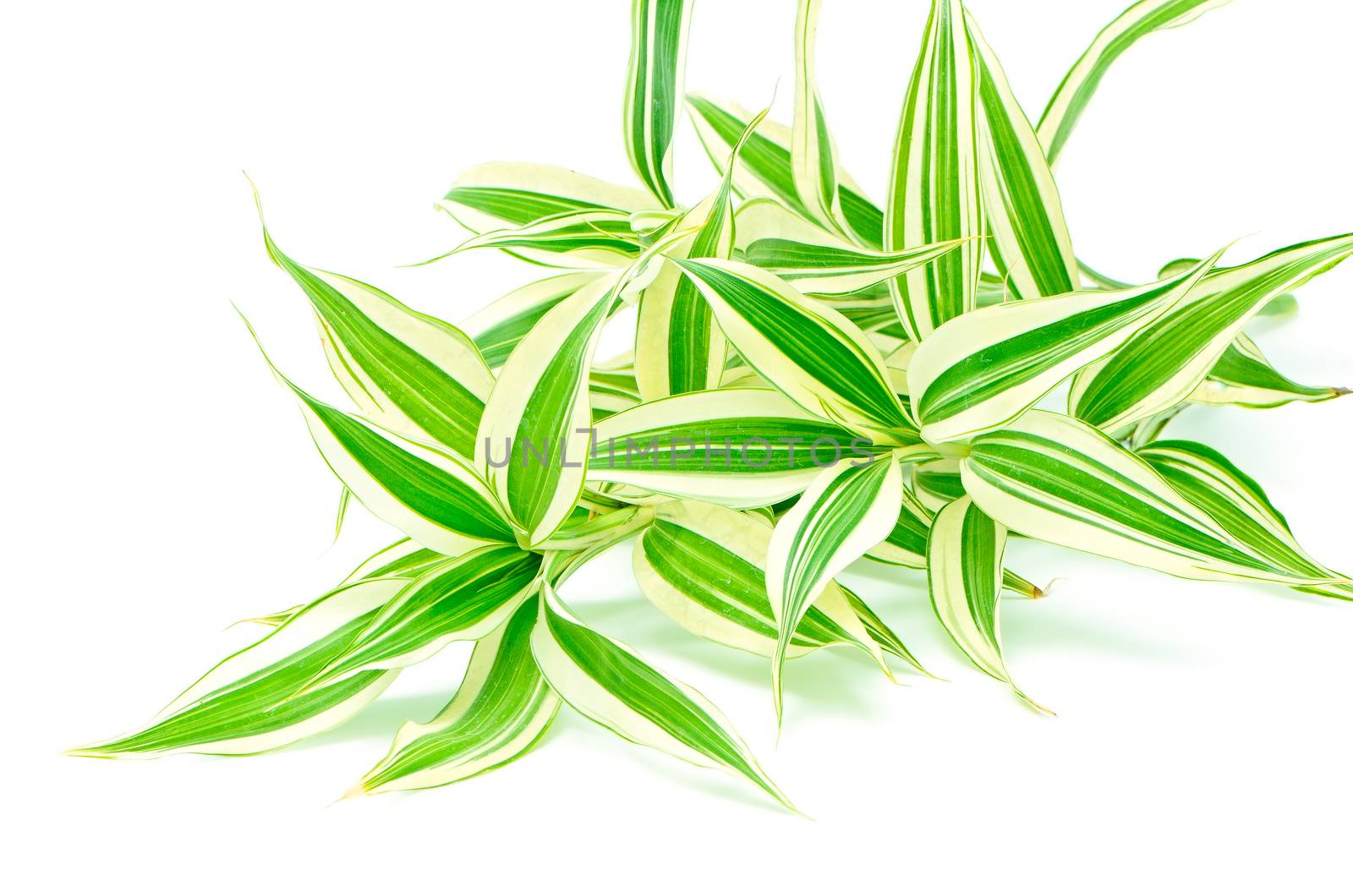 Foliage leaves of dracaena (Dracaena reflexa), Song of India, isolated on a white background