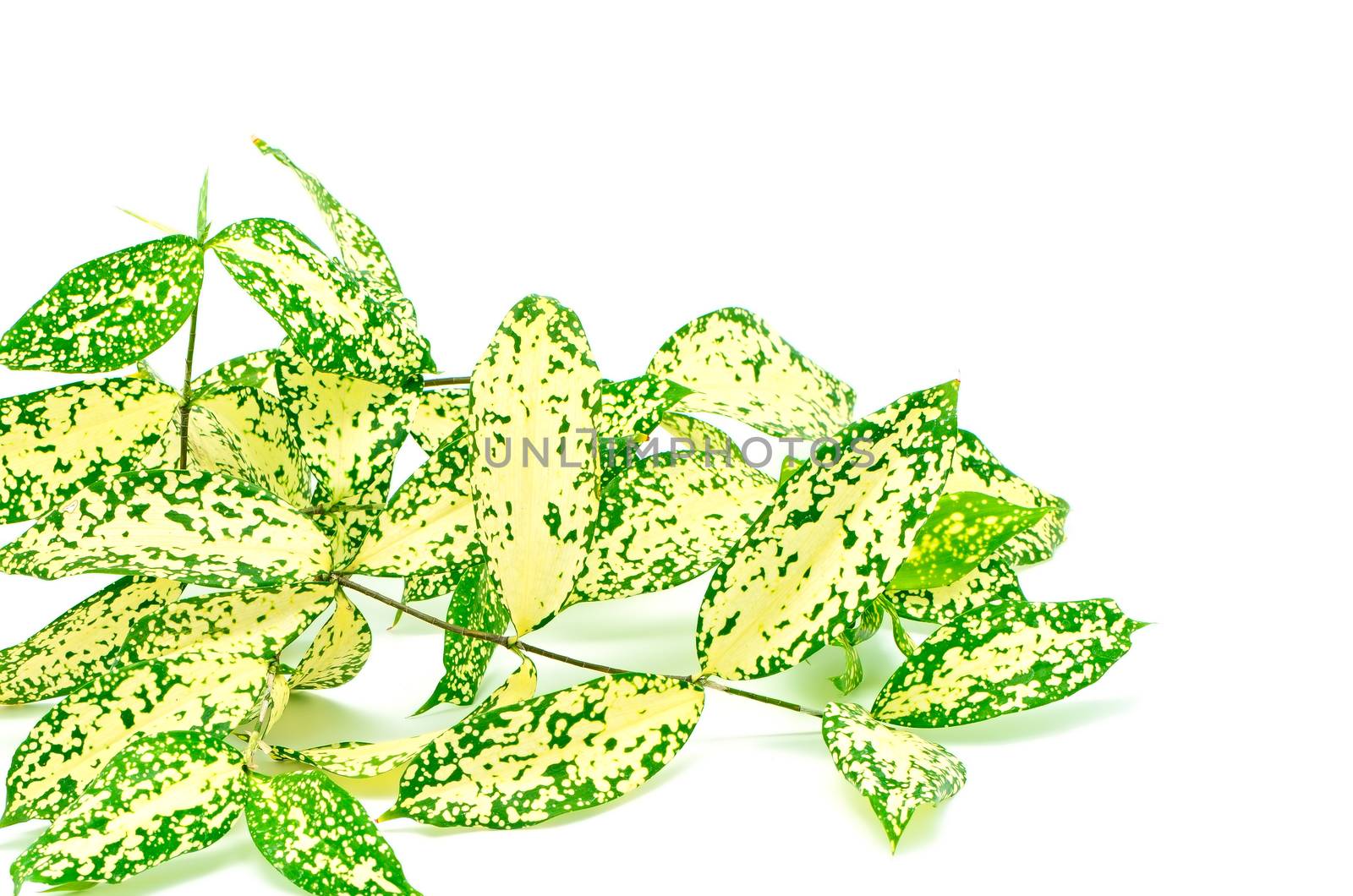 Foliage leaves of dracaena, Gold Dust dracaena or Spotted dracaena, spotted form, isolated on a white background