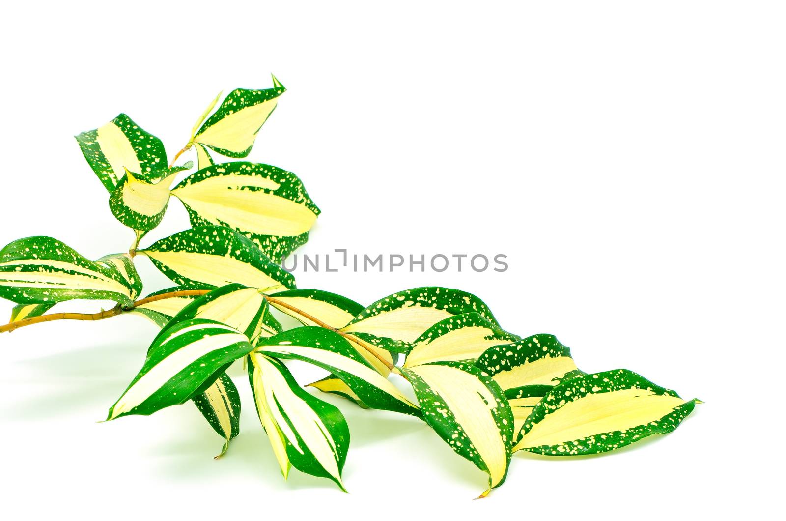 Foliage leaves of dracaena, Gold Dust dracaena or Spotted dracaena, stripped form, isolated on a white background