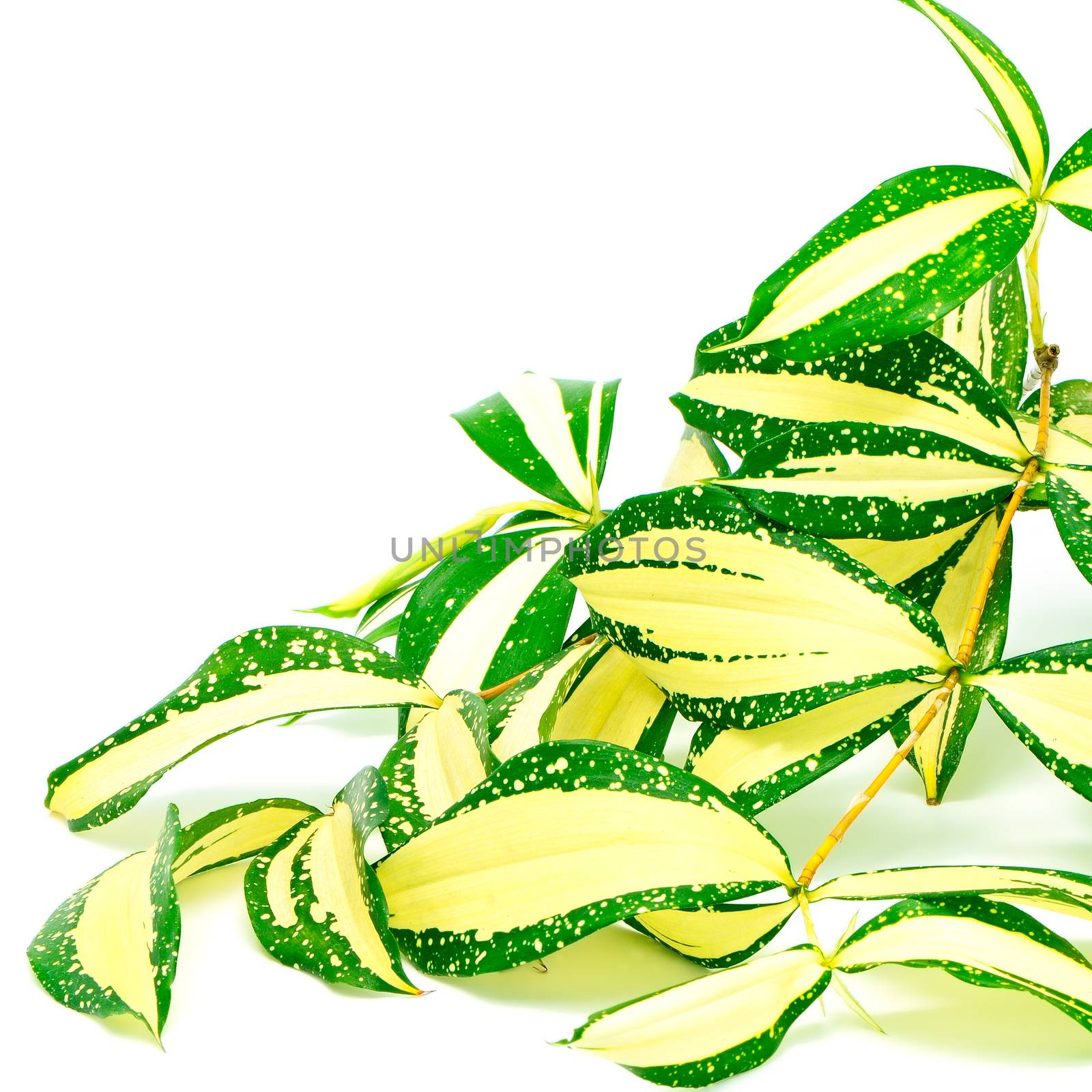 Foliage leaves of dracaena, Gold Dust dracaena or Spotted dracaena, stripped form, isolated on a white background