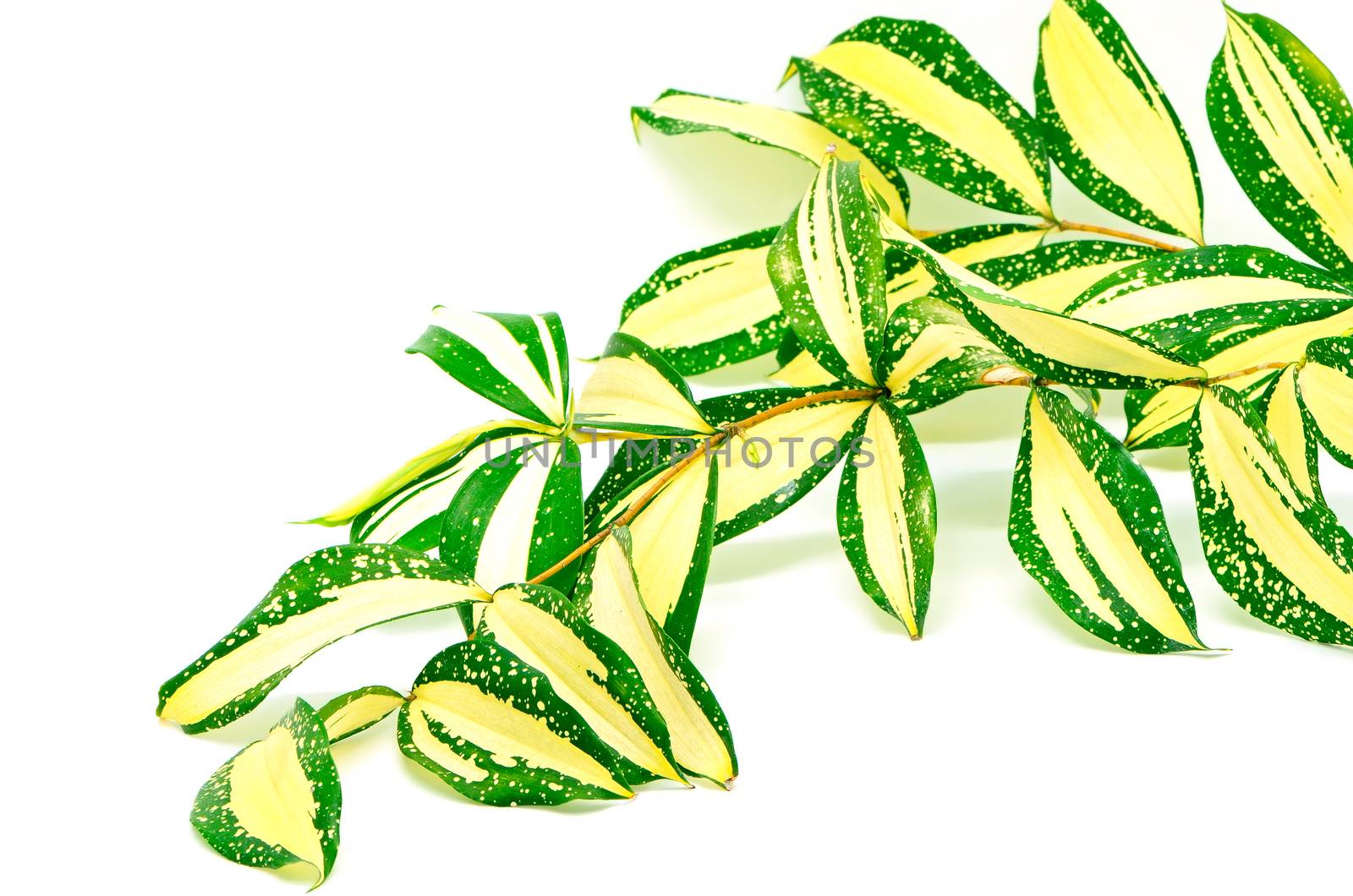 Foliage leaves of dracaena, Gold Dust dracaena or Spotted dracaena, stripped form, isolated on a white background