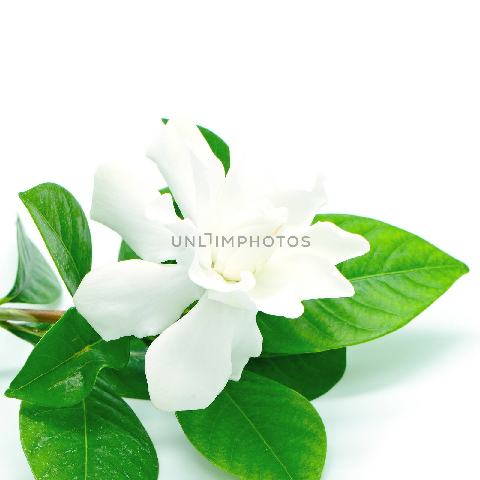 White Gardenia flower or Cape Jasmine (Gardenia jasminoides), isolated on a white background