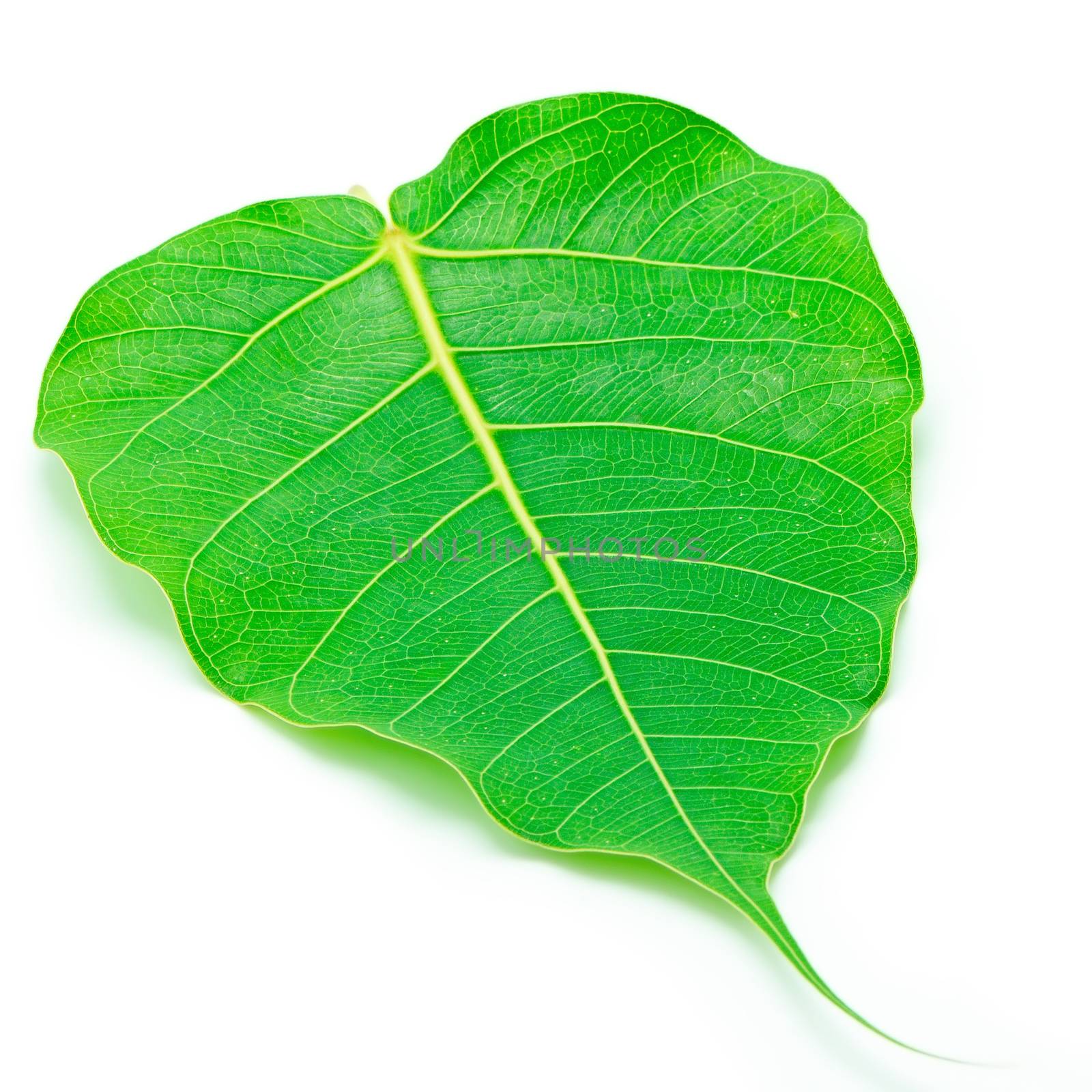Sacred Fig leaf, isolated on a white background