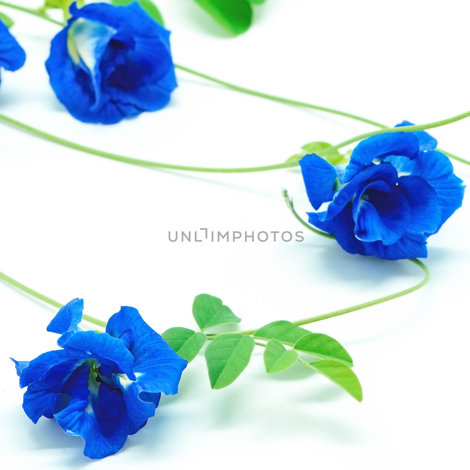 Blue Pea flower, isolated on a white background