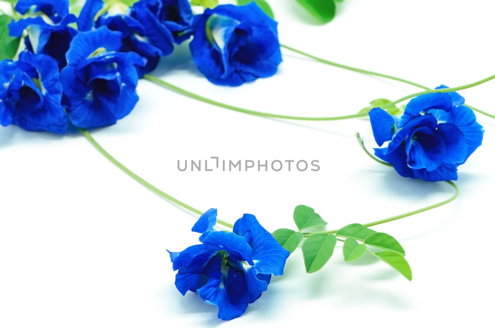 Beautiful Blue Pea flower, isolated on a white background
