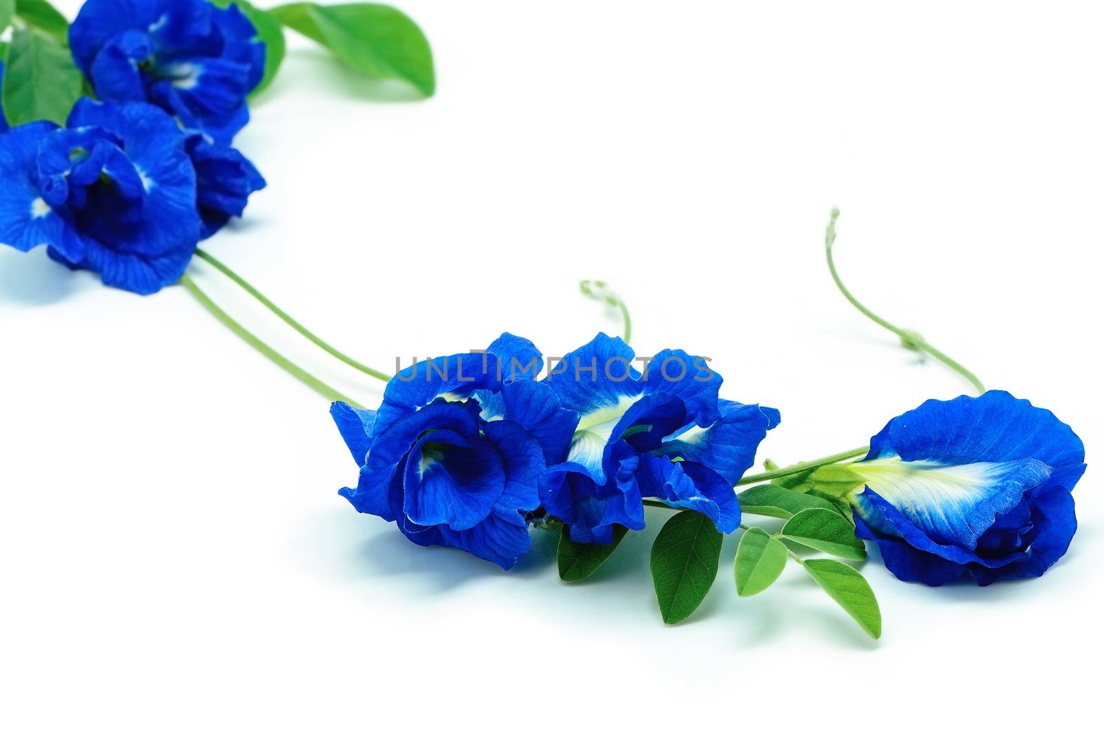 Blue Pea, Butterfly Pea, Blue Vine, Pigeon Wings flower, isolated on a white background