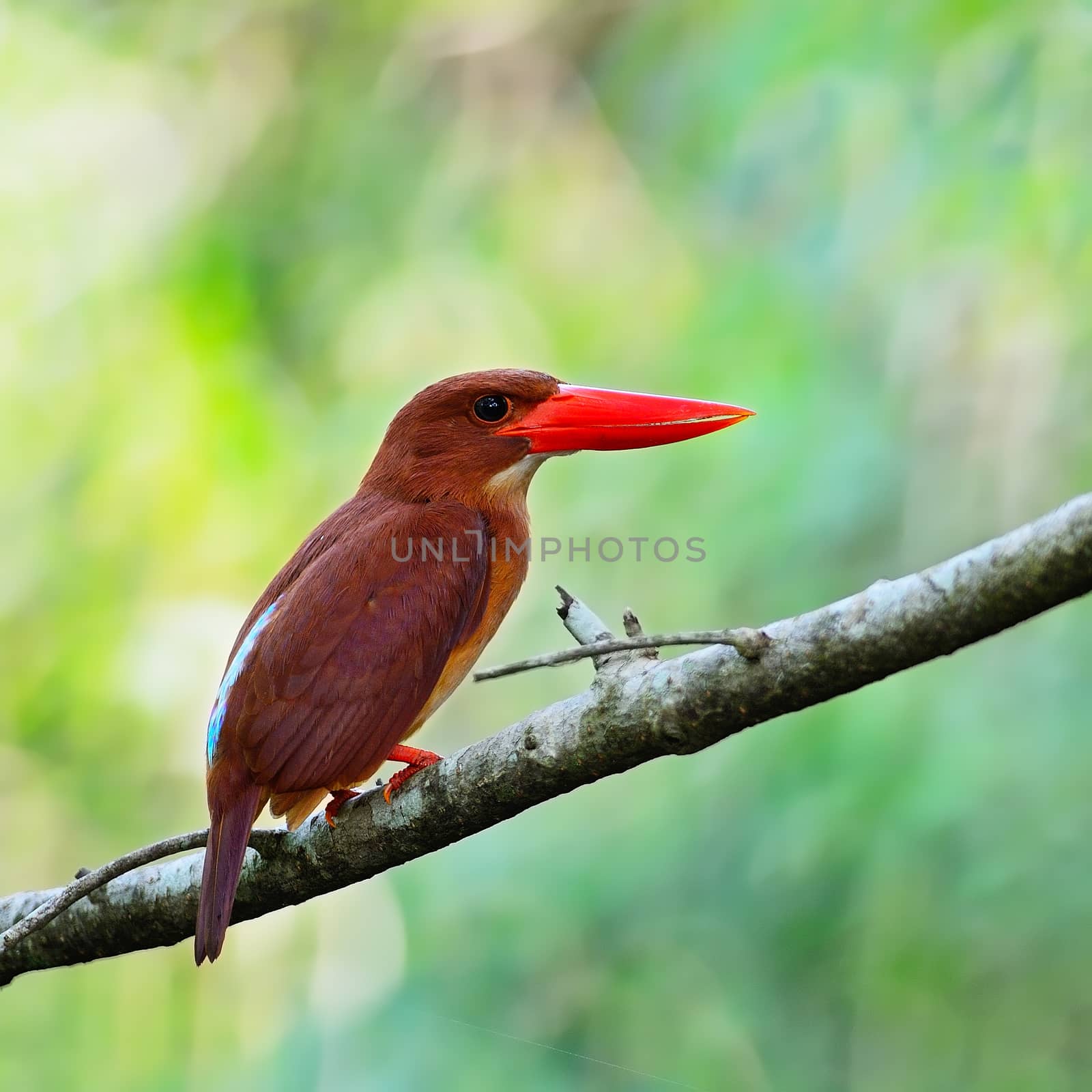 Colorful red Kingfisher, female Ruddy Kingfisher (Halcyon coromanda), standing on a branch, back profile