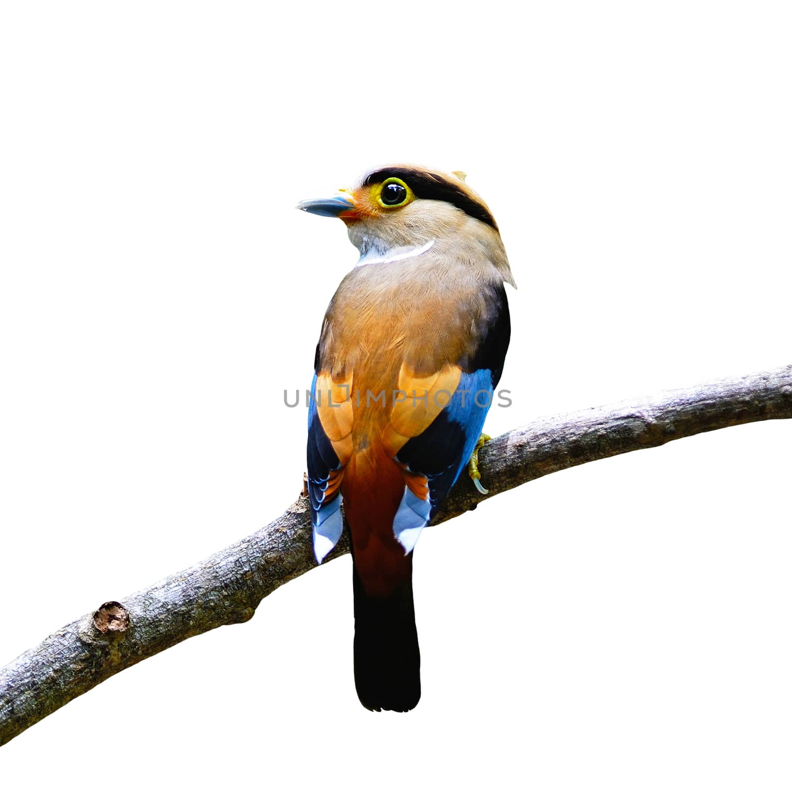 Colorful Broadbill bird, female Silver-breasted Broadbill (Serilophus lunatus),  back profile, with the green background, isolated on a white background