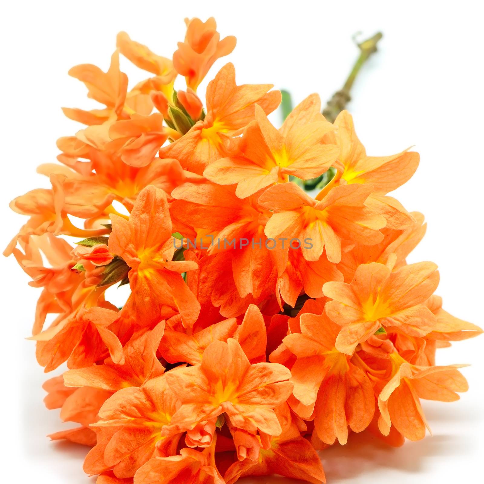Ornamental orange Firecracker flower (Crossandra infundibuliformis), isolated on a white background