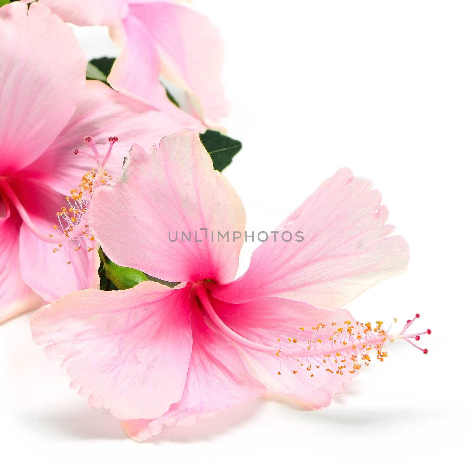 Colorful pink Hibiscus flower isolated on a white bavkground