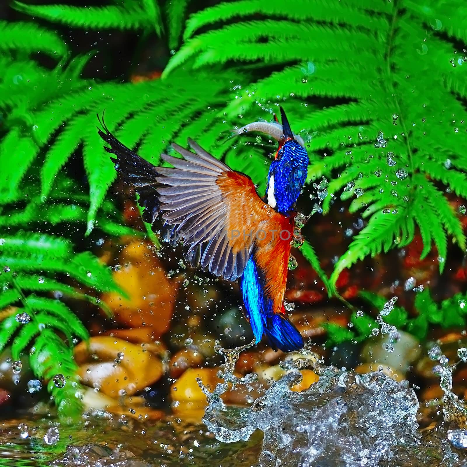 catching fish in the air, male Blue-eared Kingfisher (Alcedo meninting), stop action