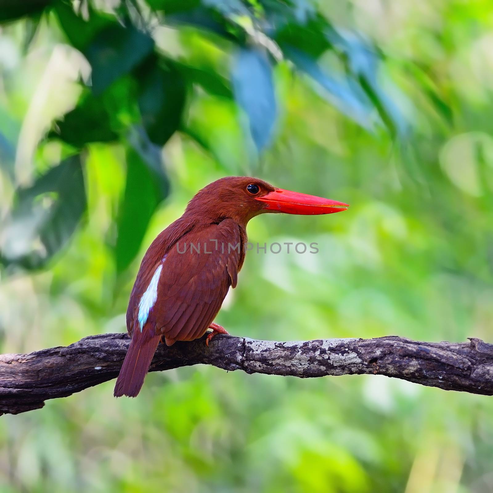 Colorful red Kingfisher, male Ruddy Kingfisher (Halcyon coromanda), on a branch, back profile