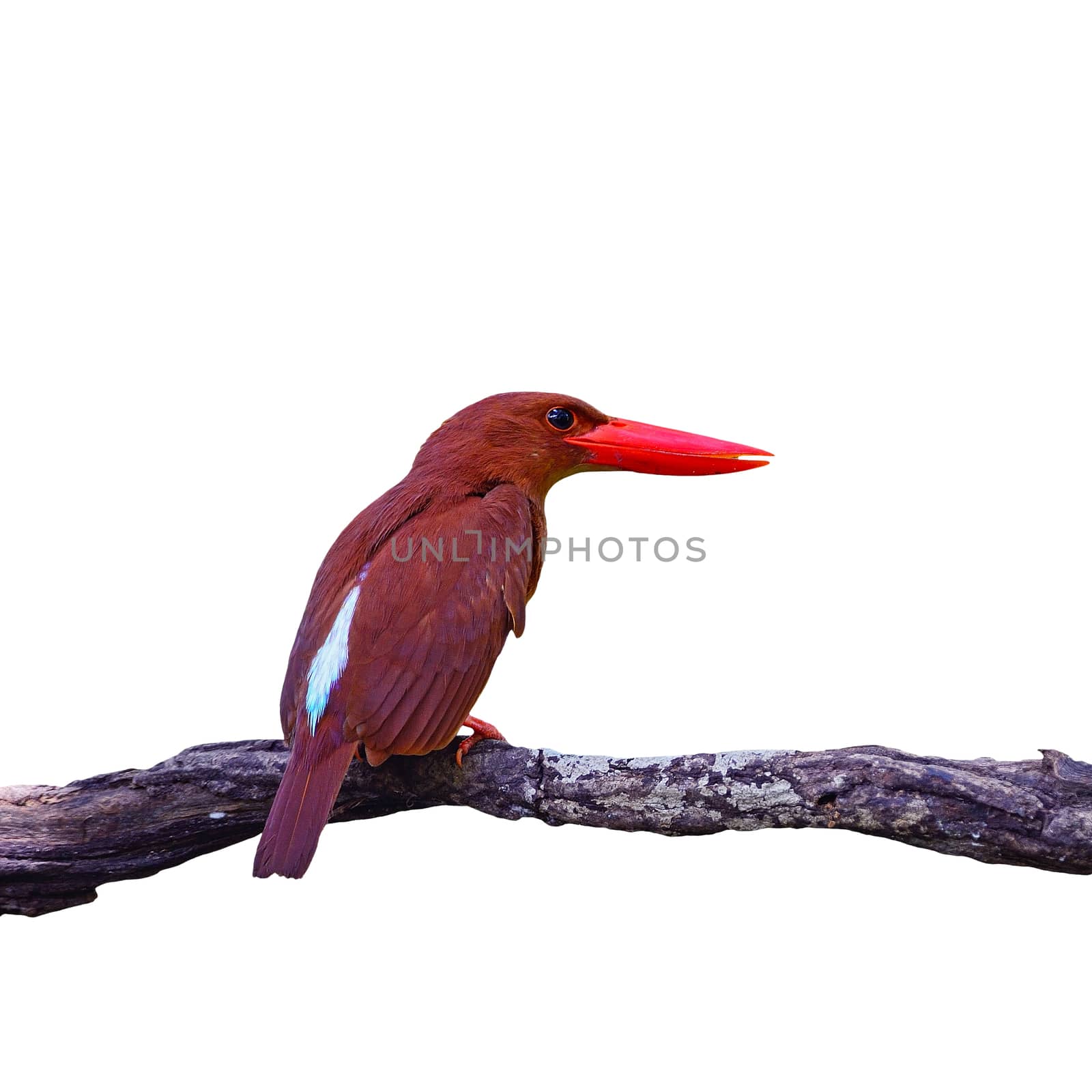 Colorful red Kingfisher, male Ruddy Kingfisher (Halcyon coromanda), on a branch, back profile, isolated on a white background