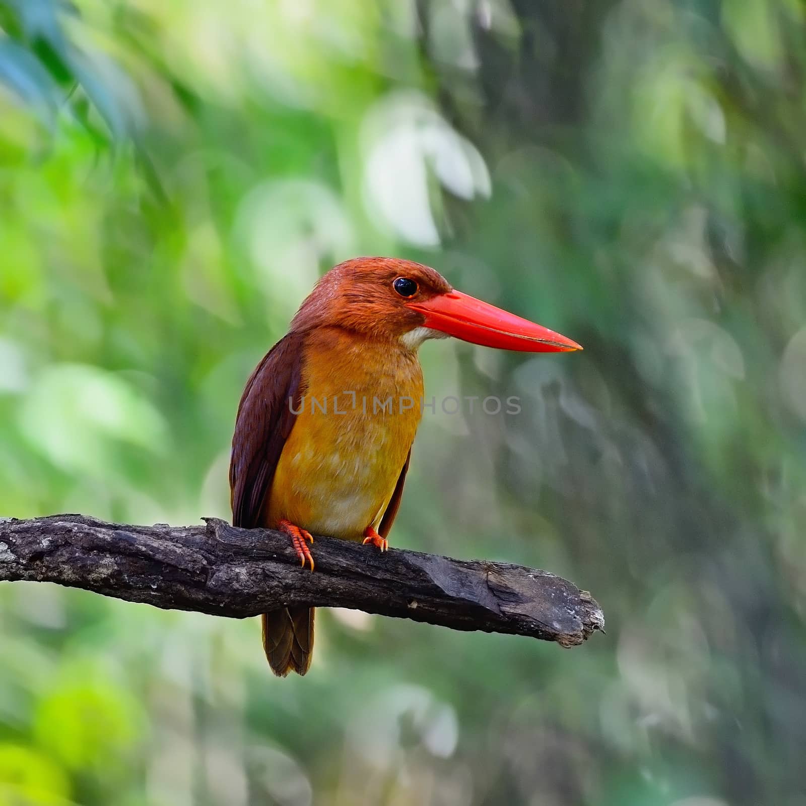 Beautiful red Kingfisher, male Ruddy Kingfisher (Halcyon coromanda), on a branch, breast profile