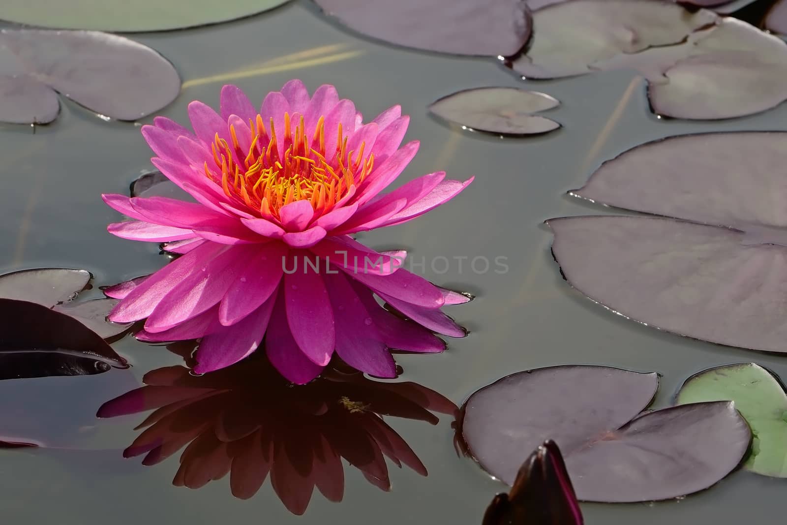 Colorful of pink waterlily