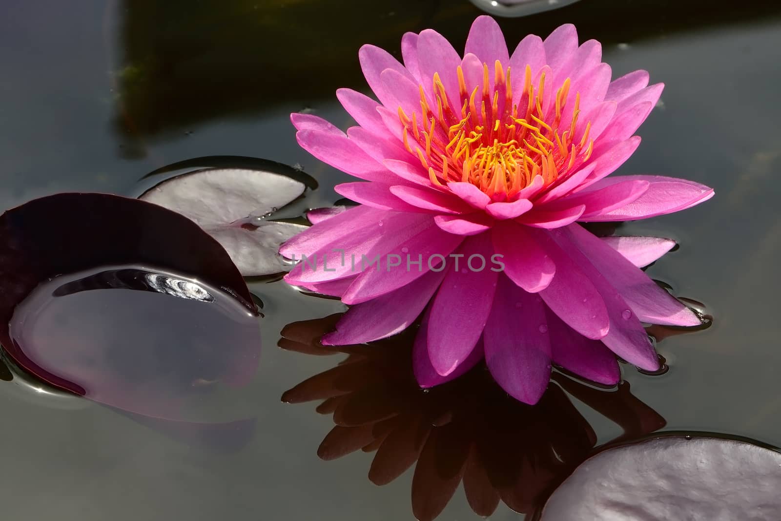 Beautiful of pink waterlily