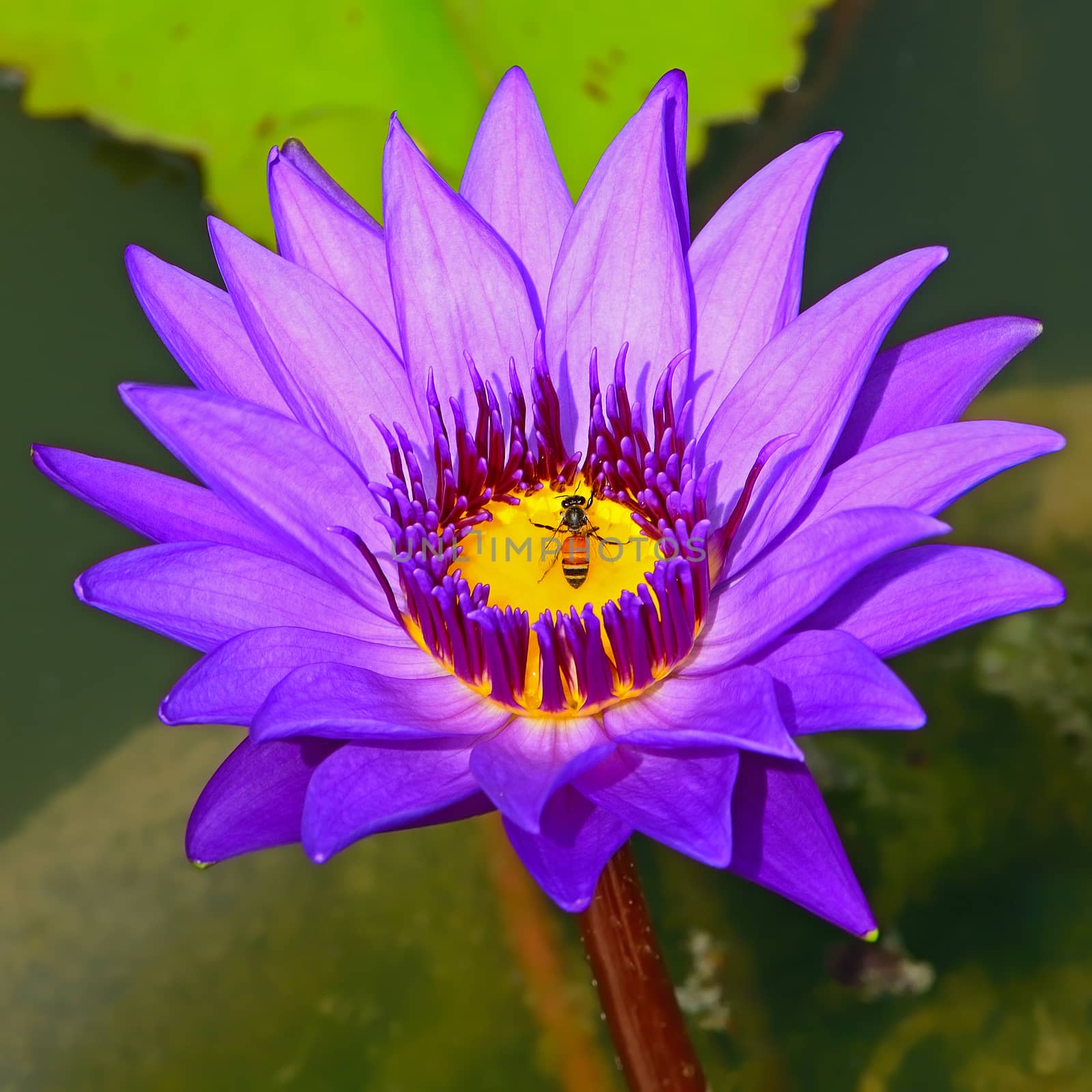 Blossom of colorful of purple waterlily, in the pond