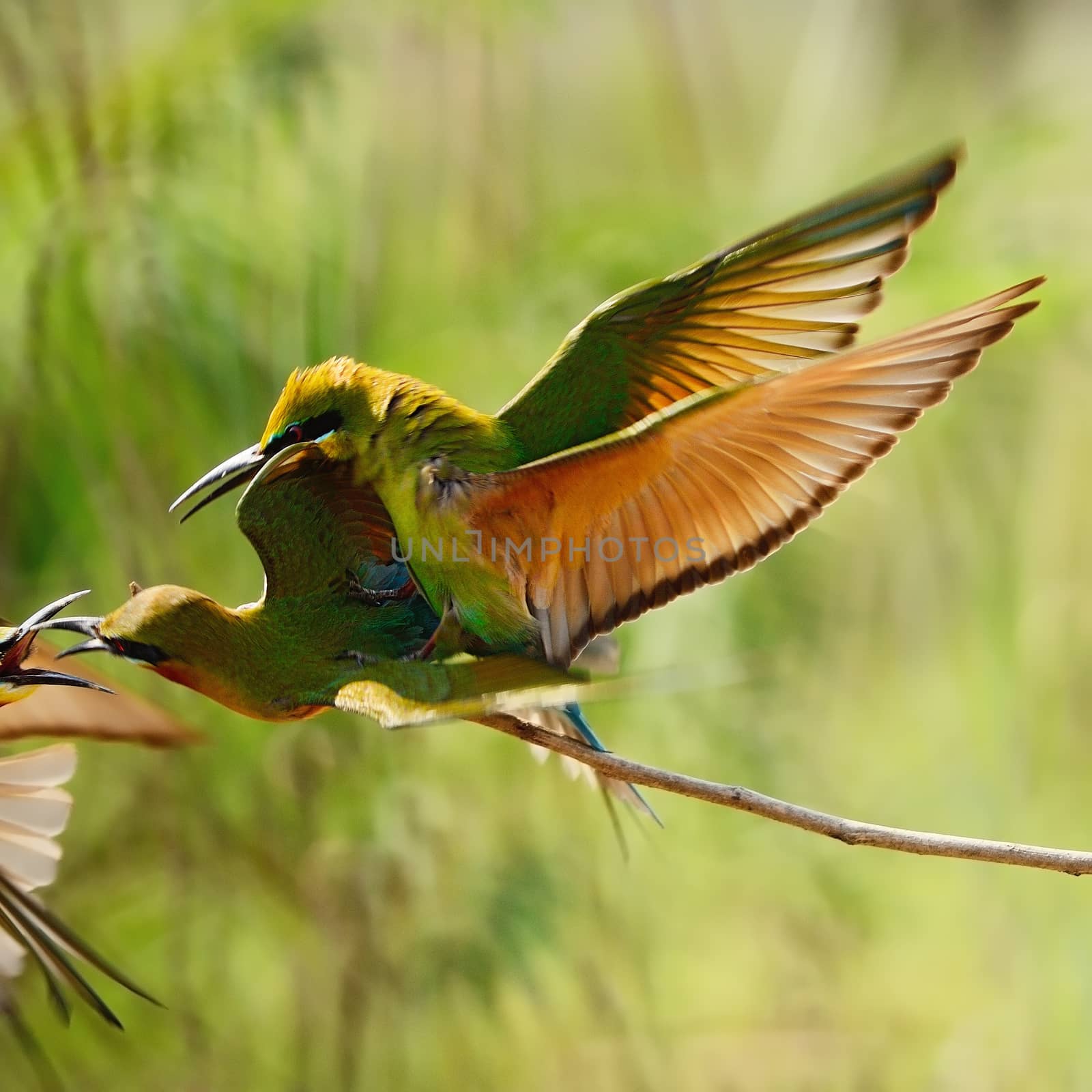 Mating of Blue-taied Bee-eater (Merops phillippinus)