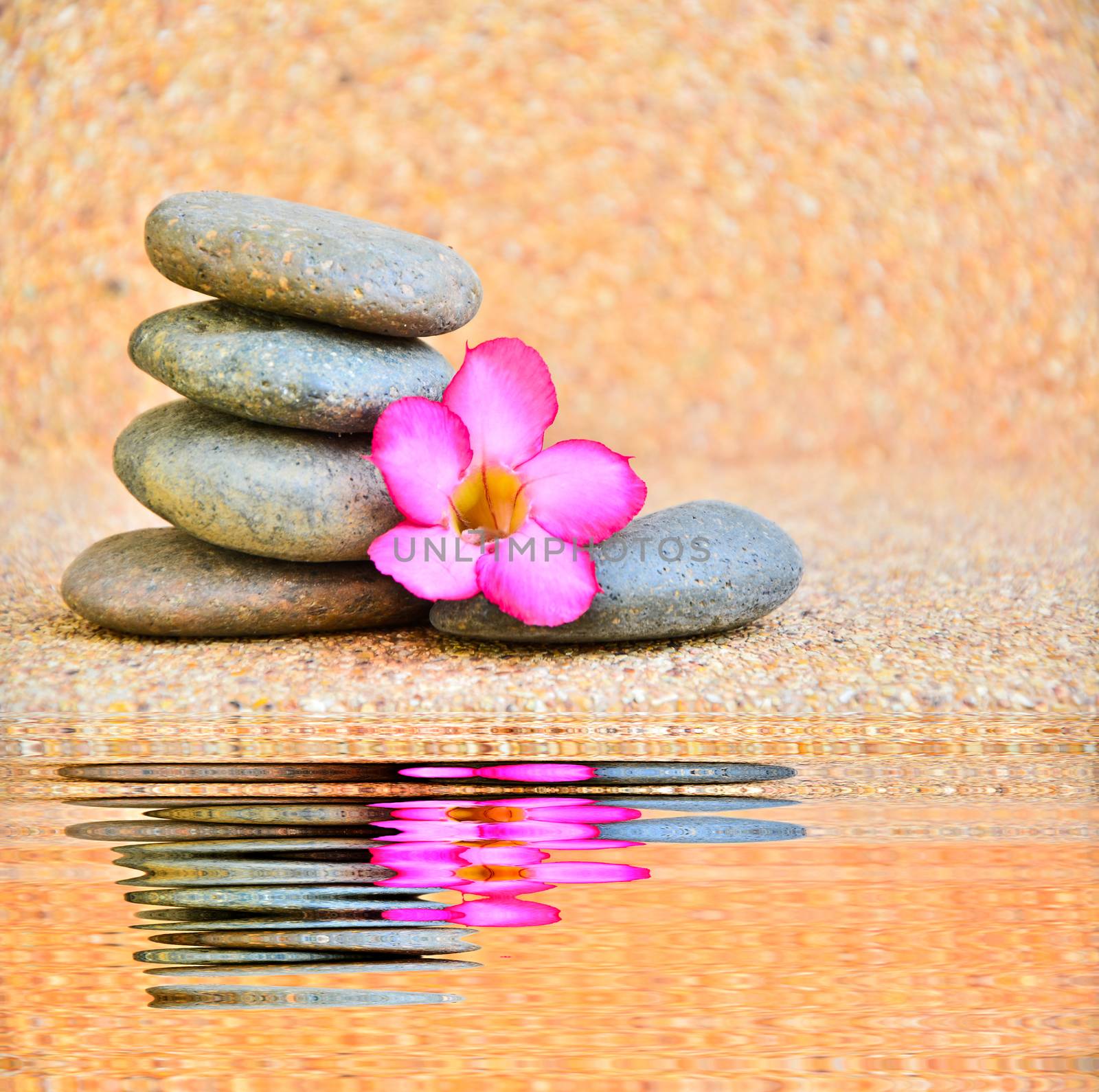 Desert Rose Flower and stone