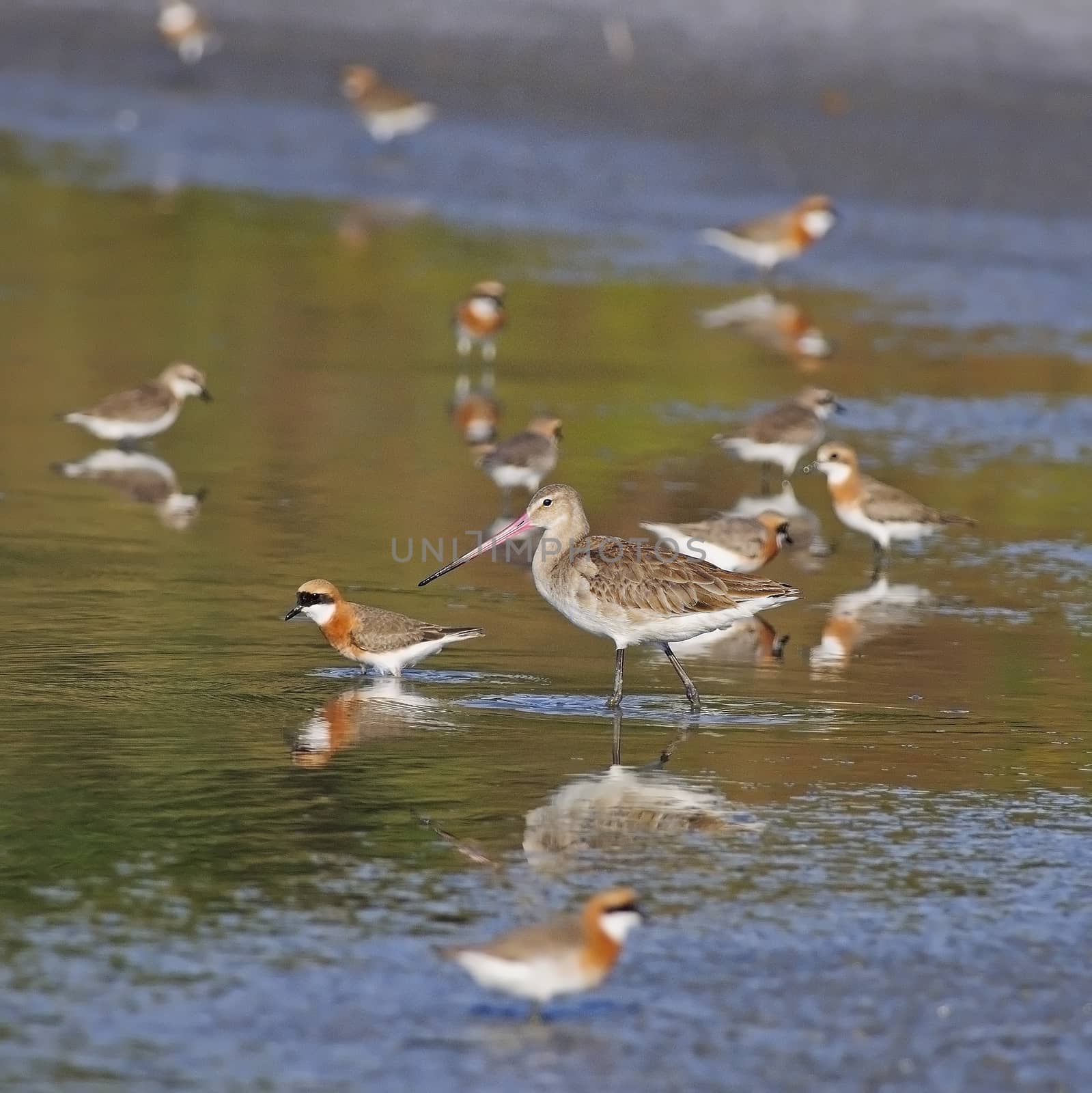 Beautiful Eastern Black-tailed Godwit (Limosa melanuroides) with the group of  Lesser Sand Plover, taken in Thailand