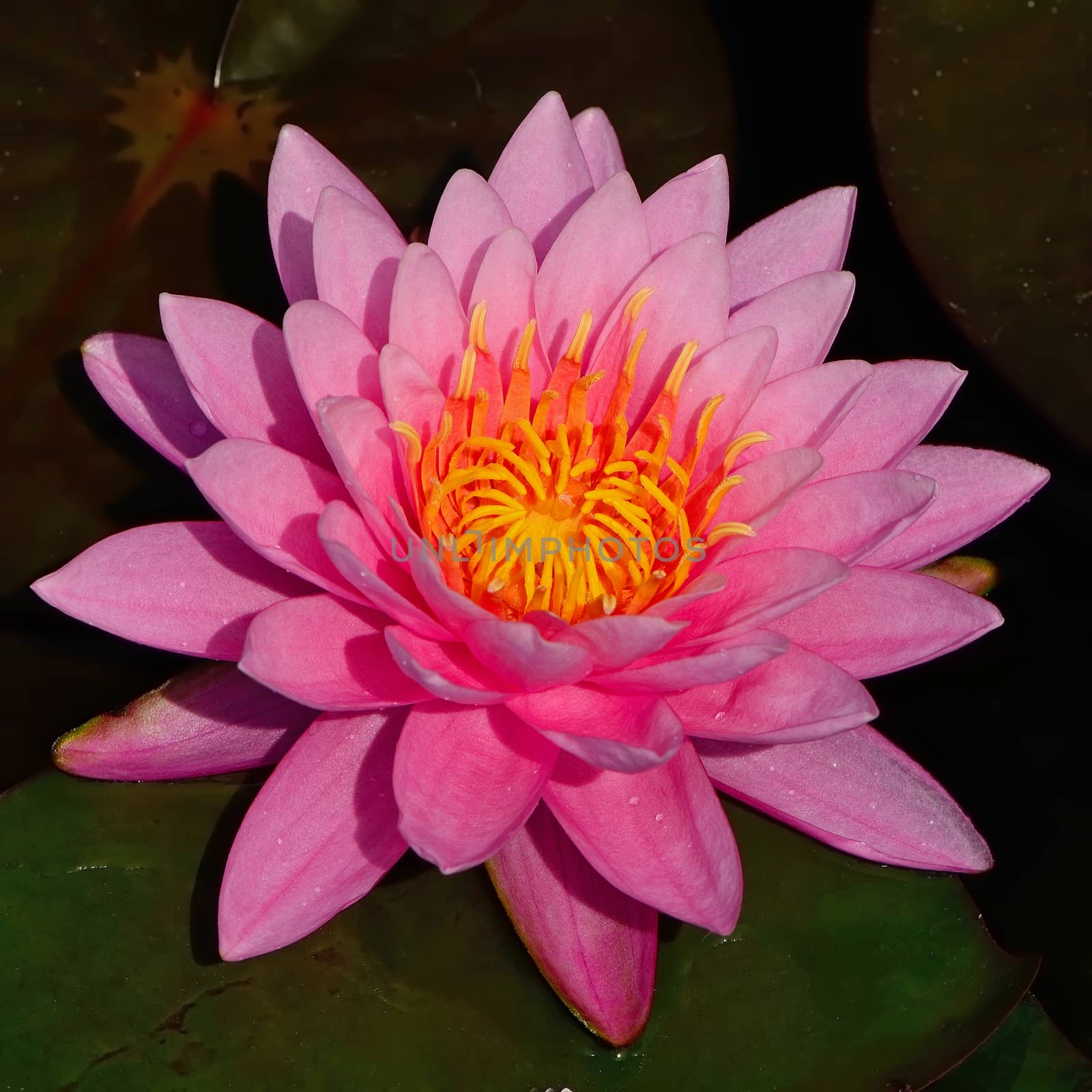 Closeup of beautiful pink waterlily