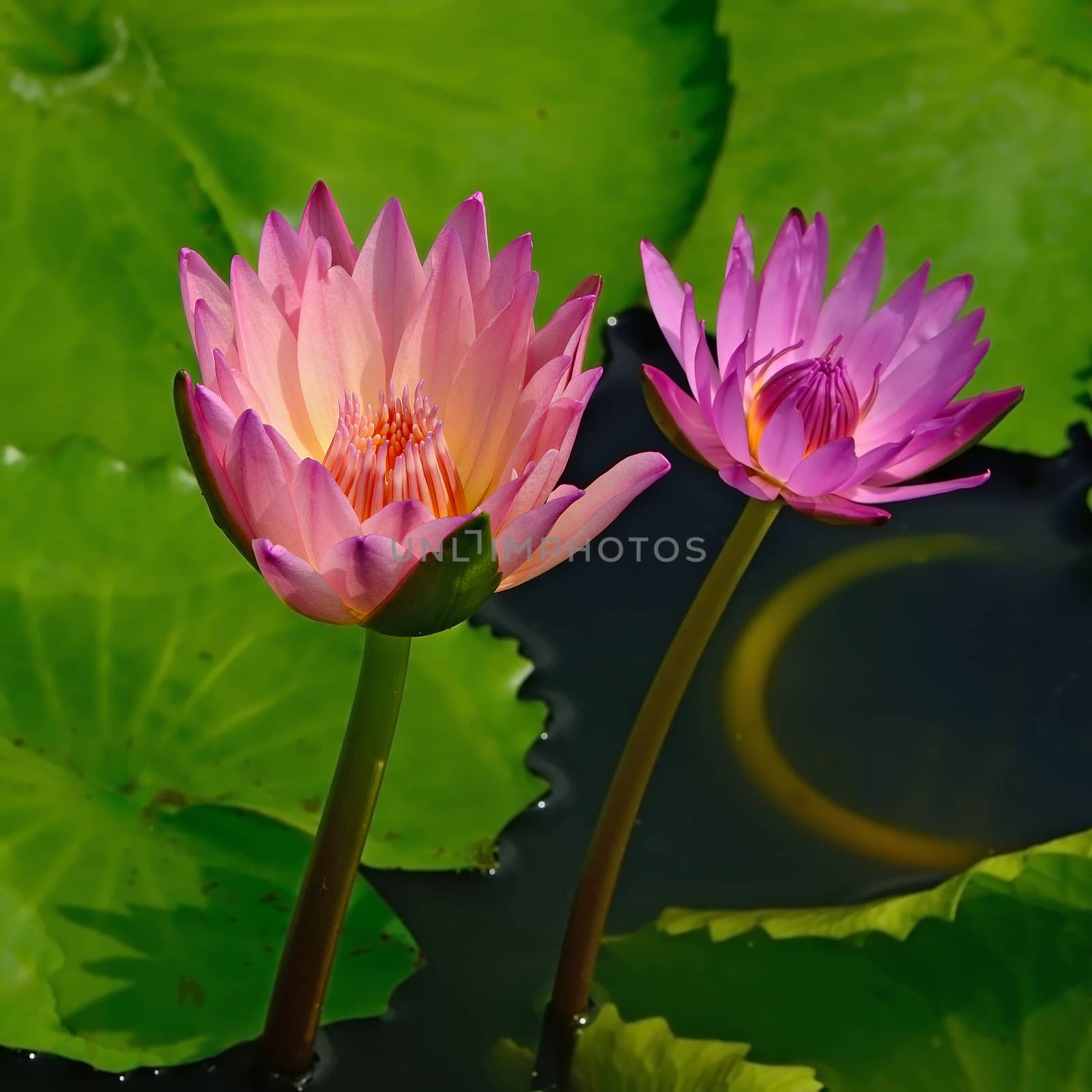 Colorful of two pink waterlily