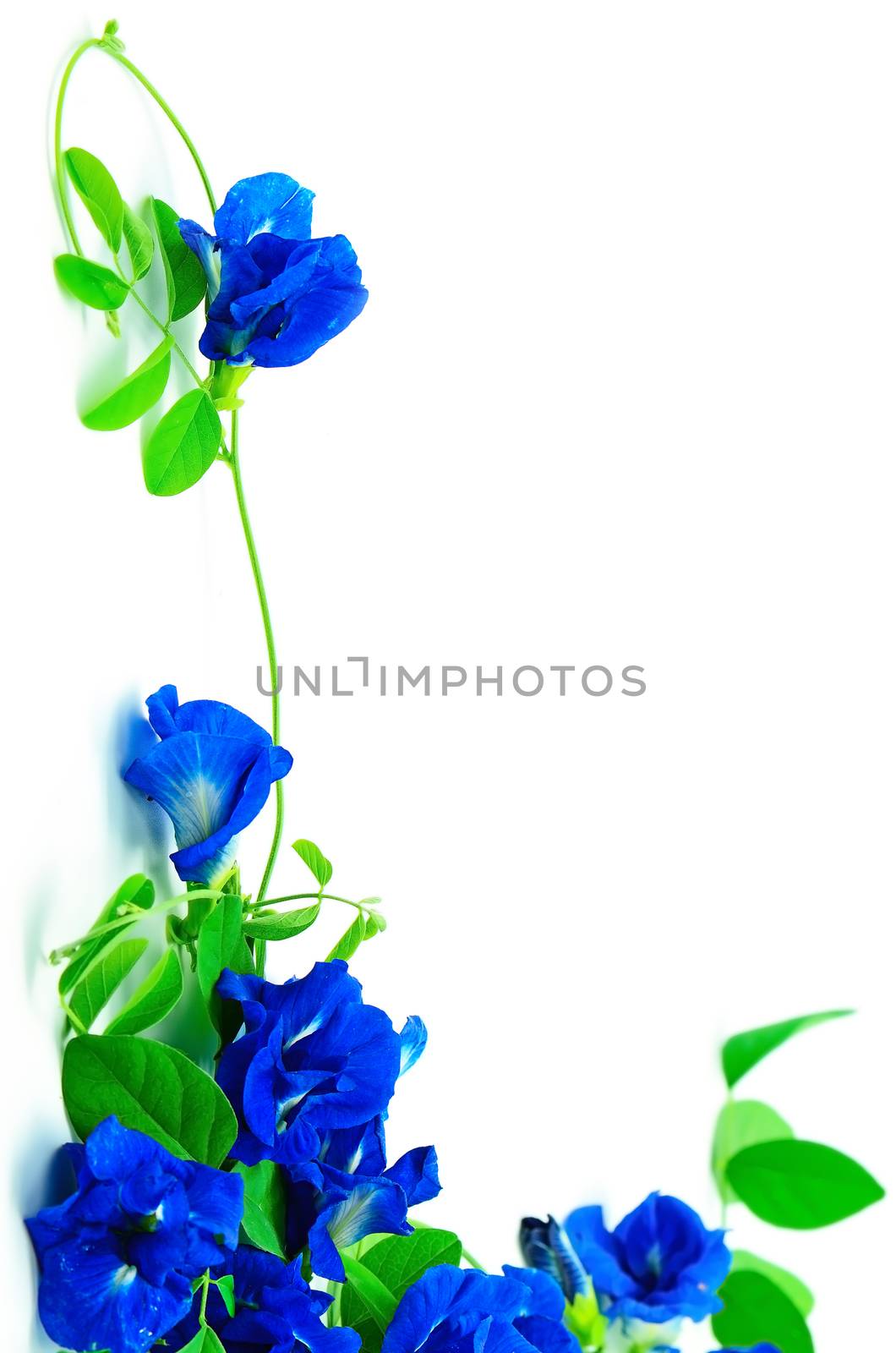Climber flower, Butterfly Pea, Pigeon Wings, Blue Pea, isolated on a white background