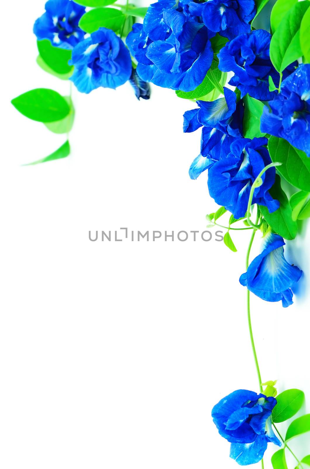 Climber flower, Butterfly Pea isolated on a white background 